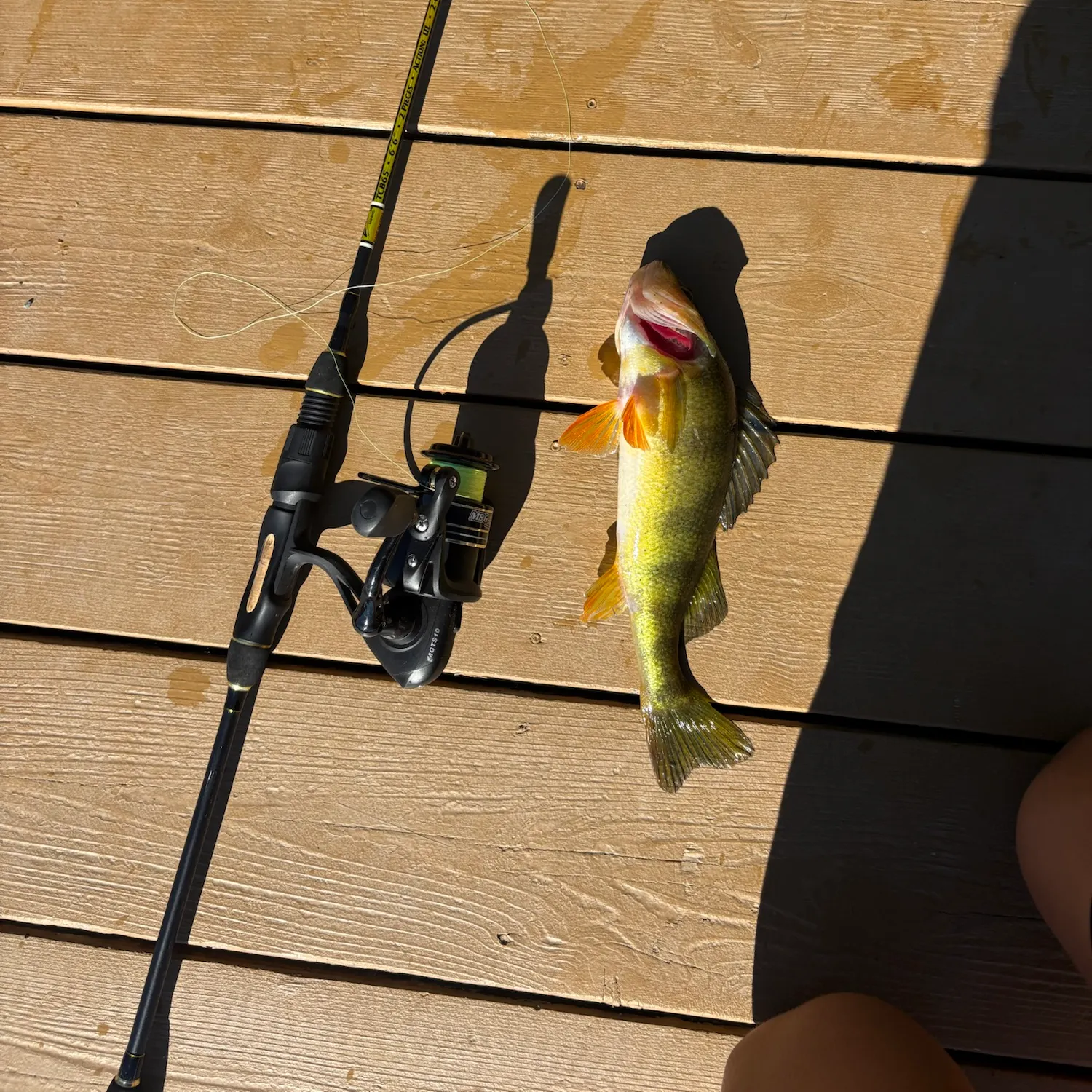 Yellow perch caught on Fishbrain
