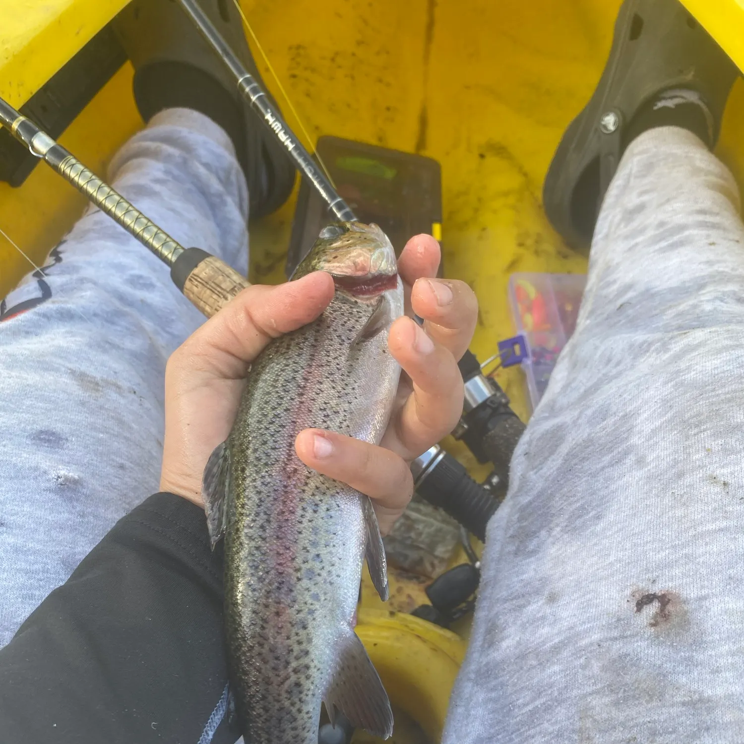 Rainbow trout caught on Fishbrain
