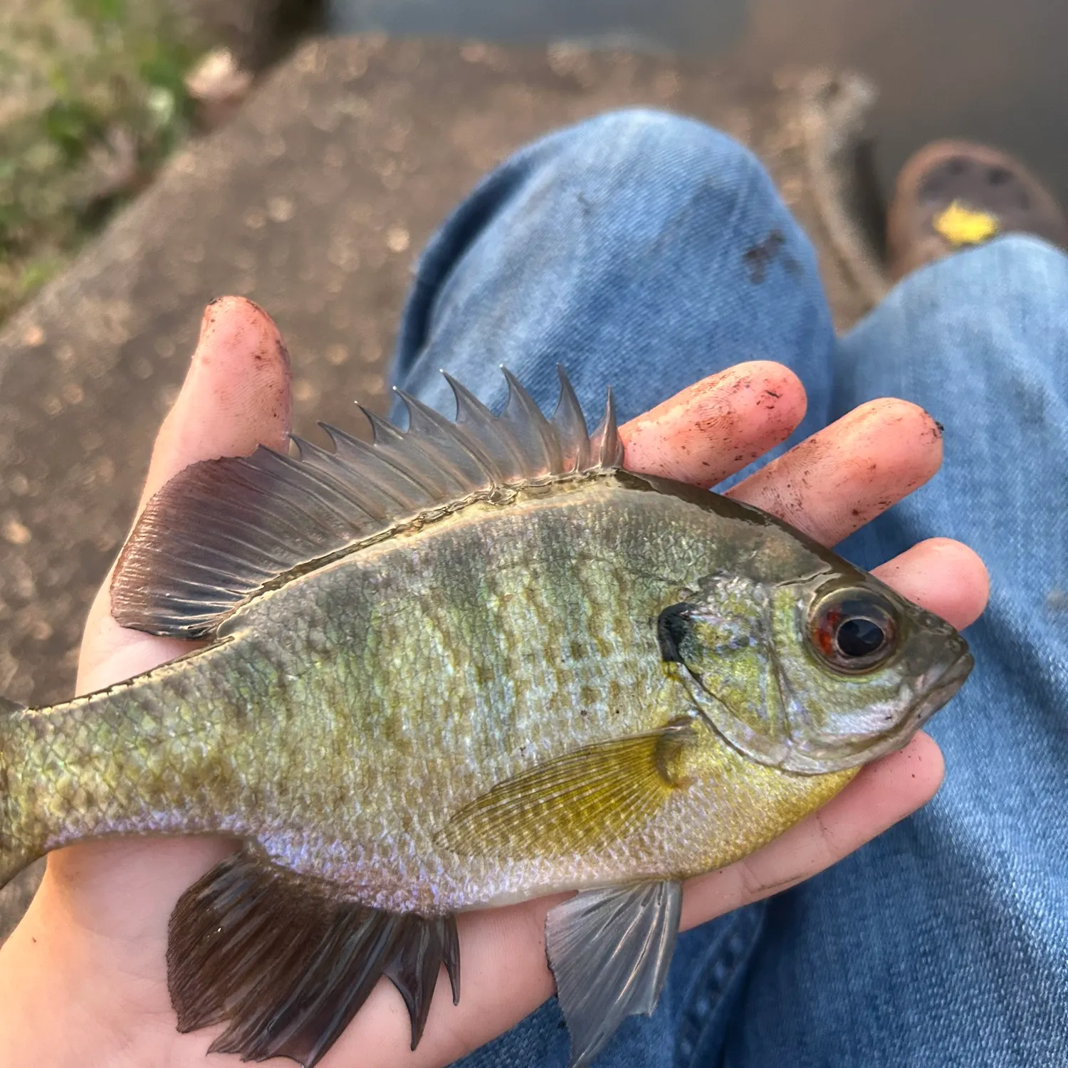 The most recent Bluegill catches on Fishbrain