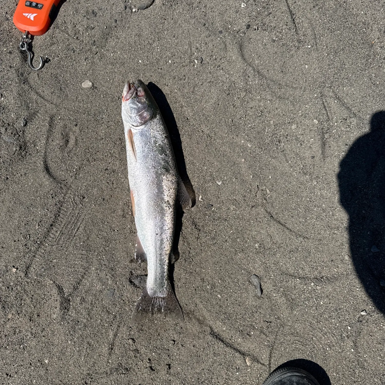 Cutbow caught on Fishbrain
