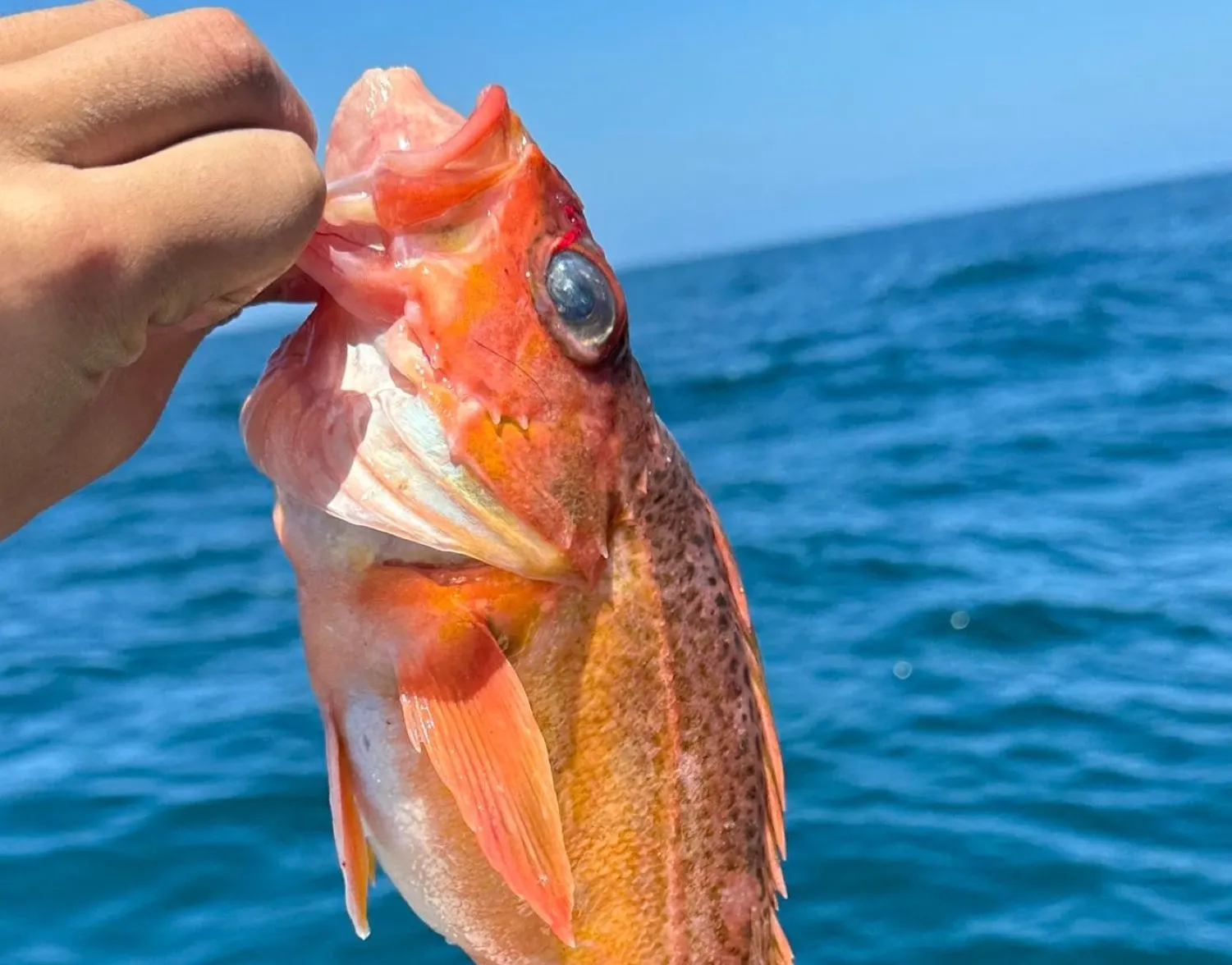 Greenspotted rockfish