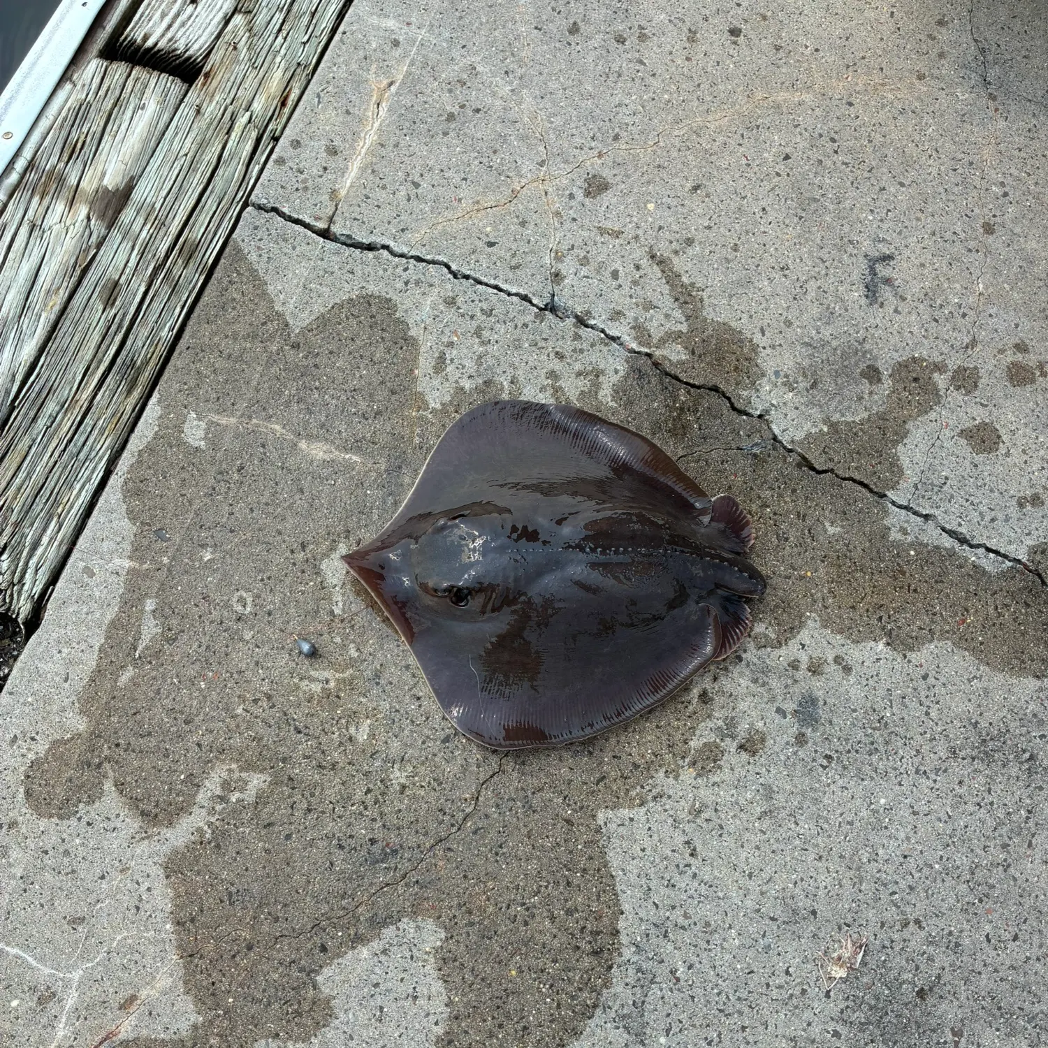 Atlantic stingray caught on Fishbrain
