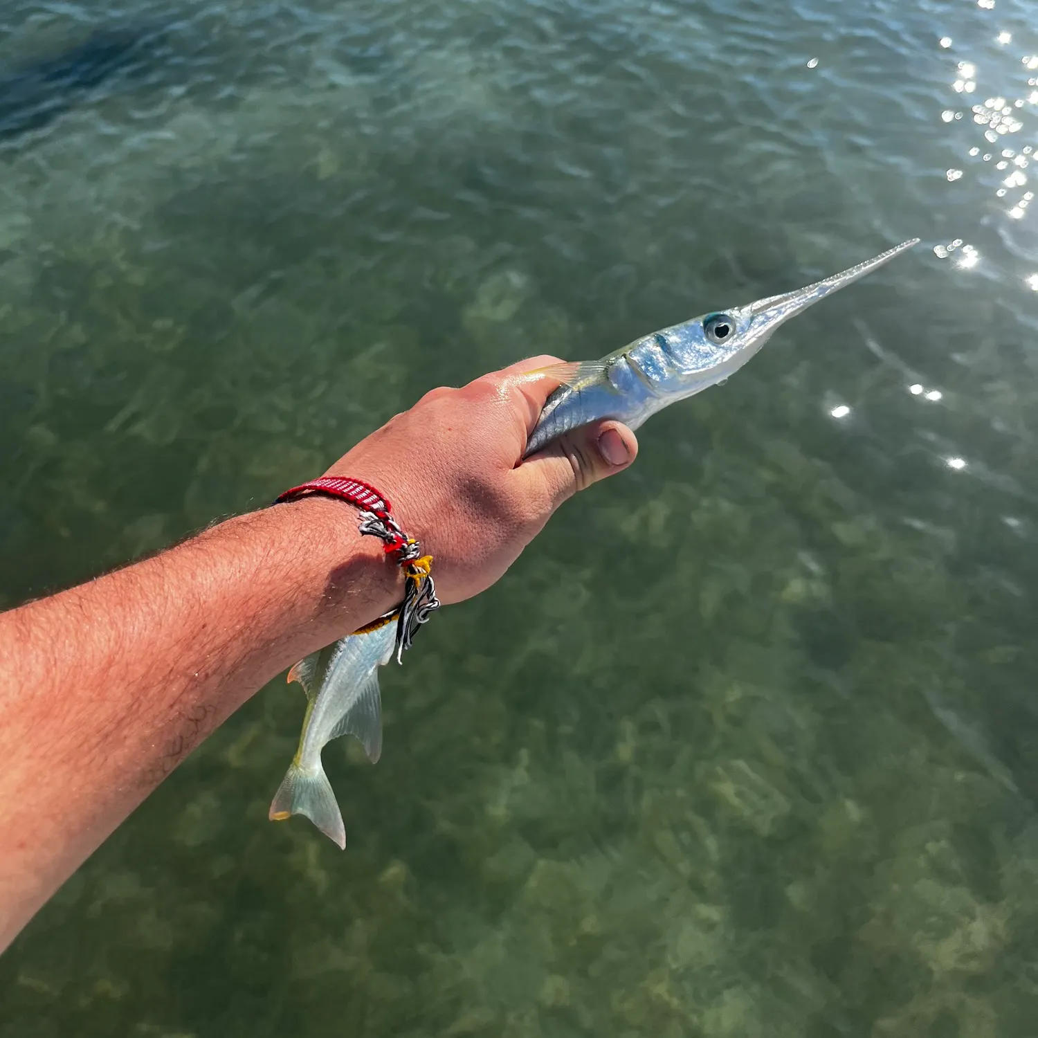The most recent Flat needlefish catches on Fishbrain