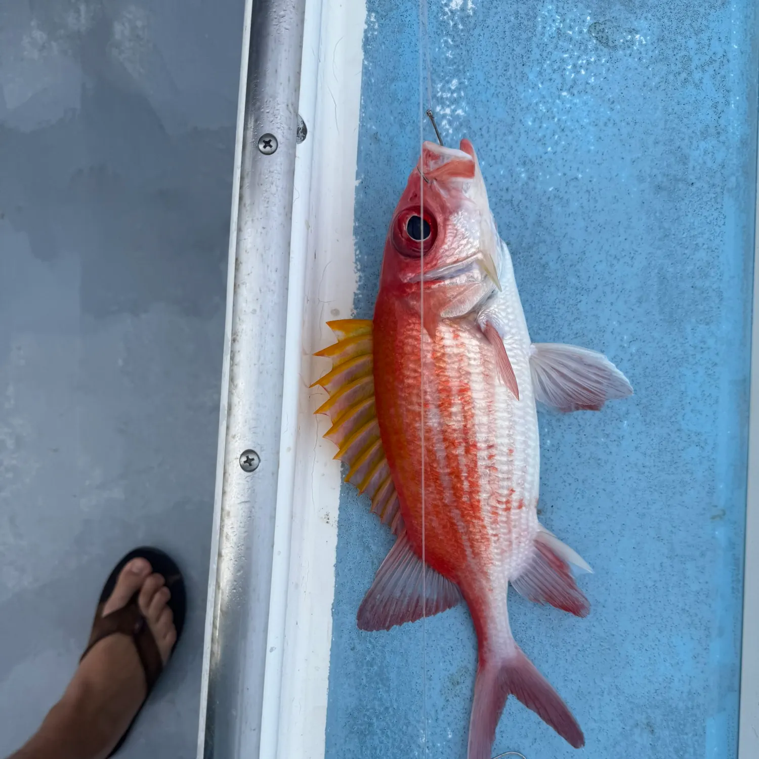 The most recent Common squirrelfish catches on Fishbrain