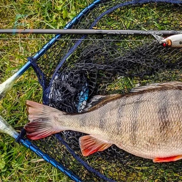 Common carp caught on Fishbrain