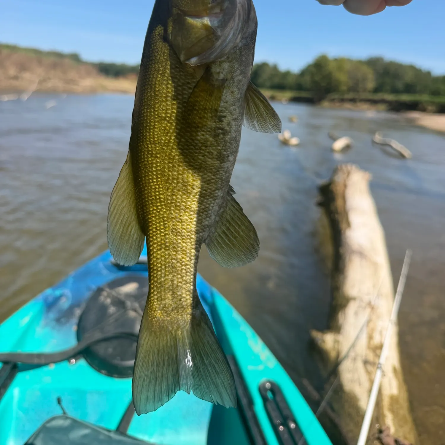 Smallmouth bass caught on Fishbrain