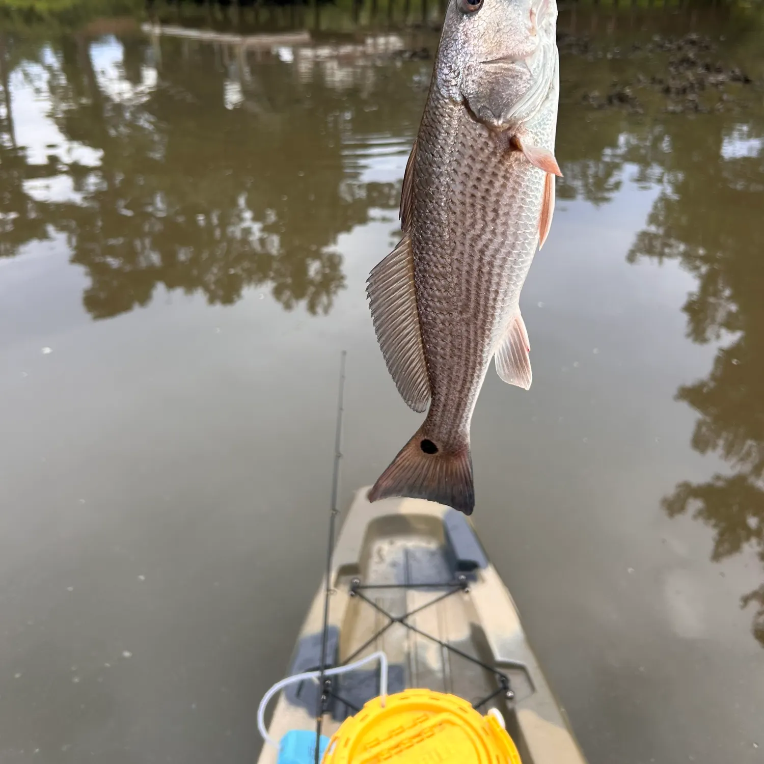 Red drum caught on Fishbrain