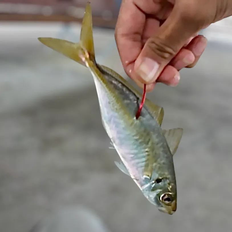 The most recent Yellowtail scad catches on Fishbrain