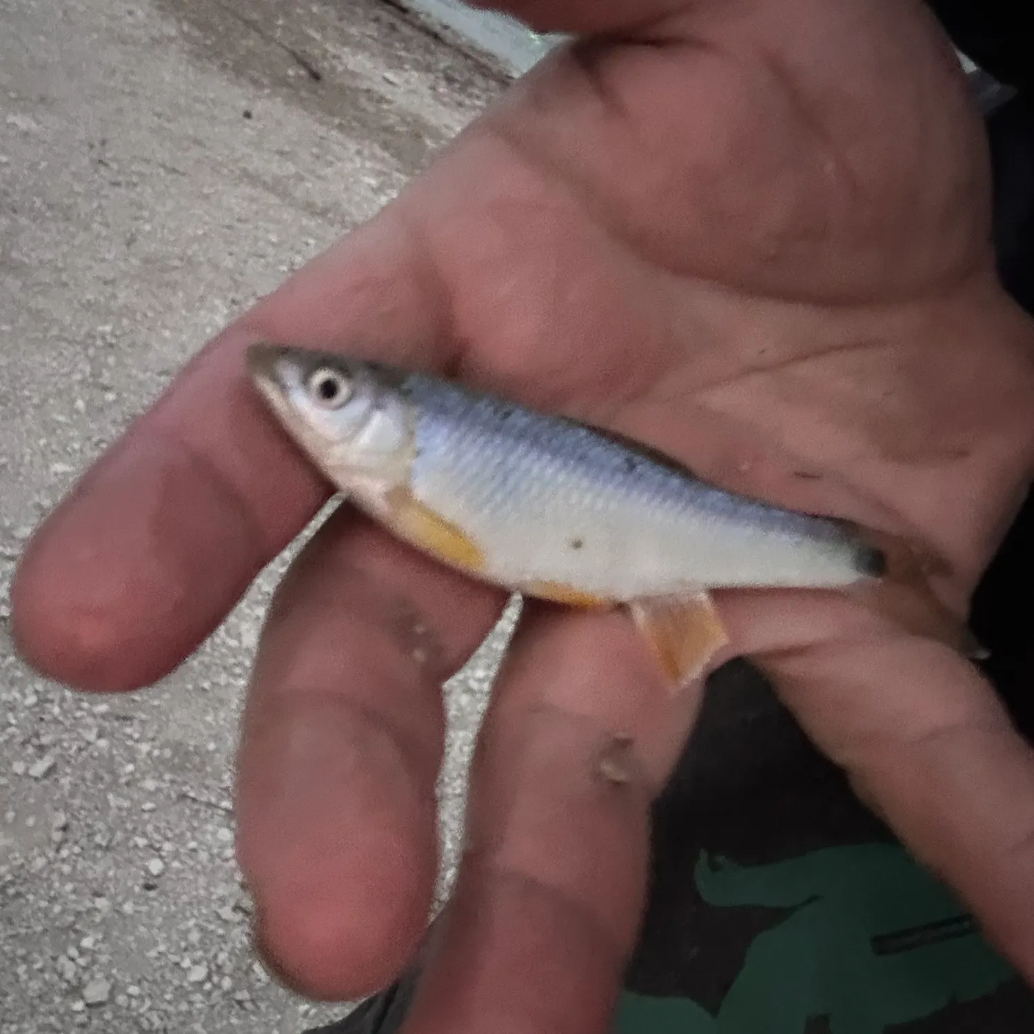 The most recent Western blacktail shiner catches on Fishbrain