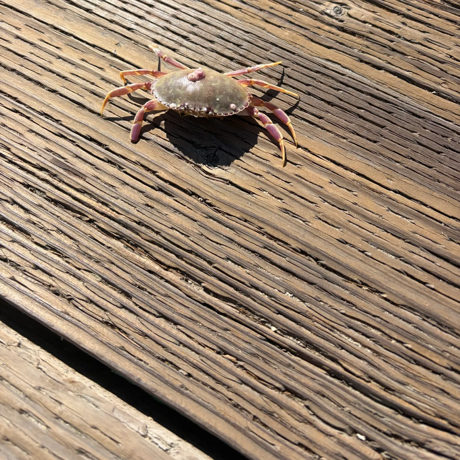 Blue land crab caught on Fishbrain