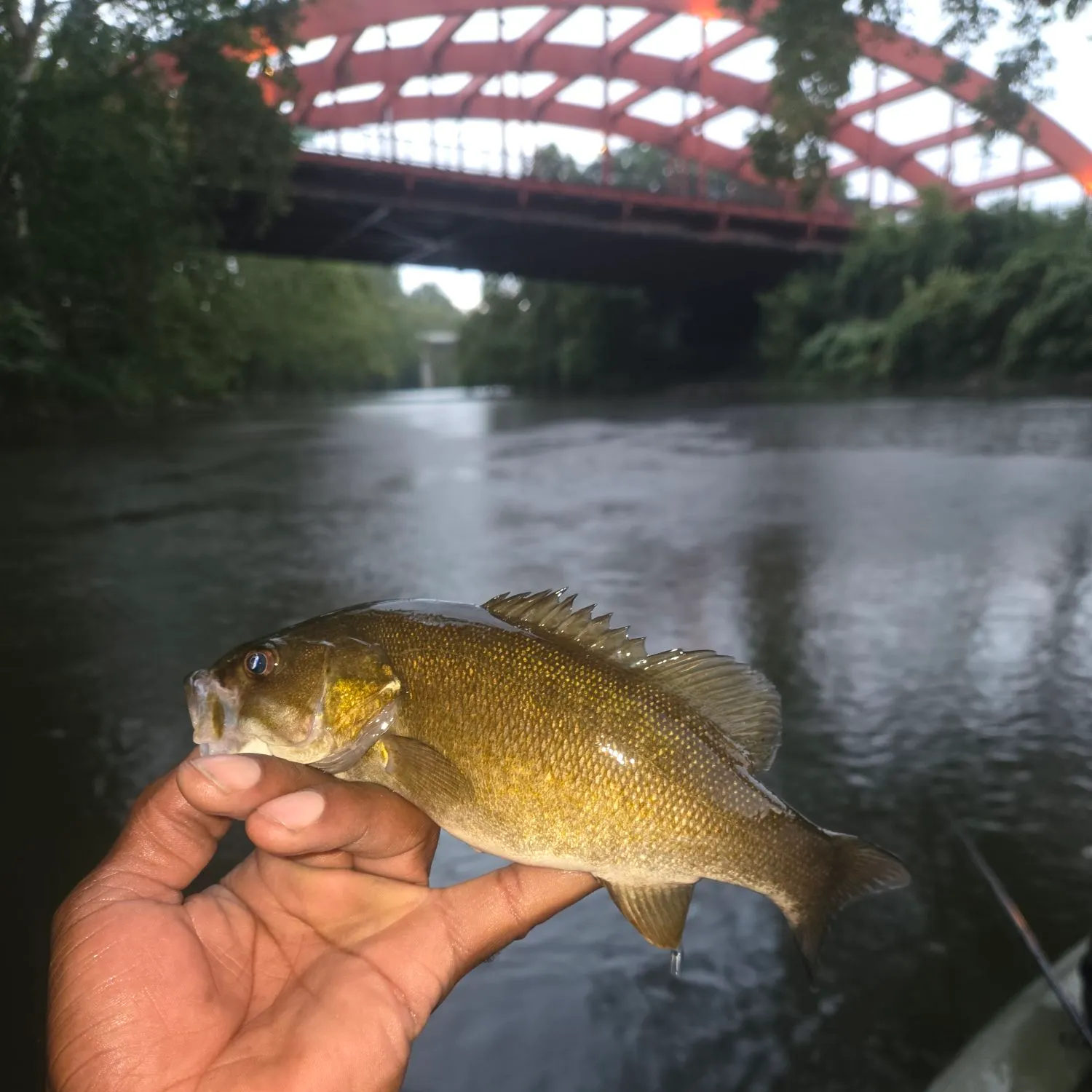 Smallmouth bass caught on Fishbrain