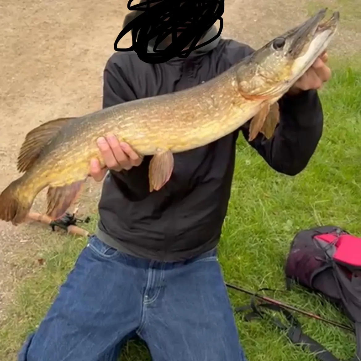 Northern pike caught on Fishbrain