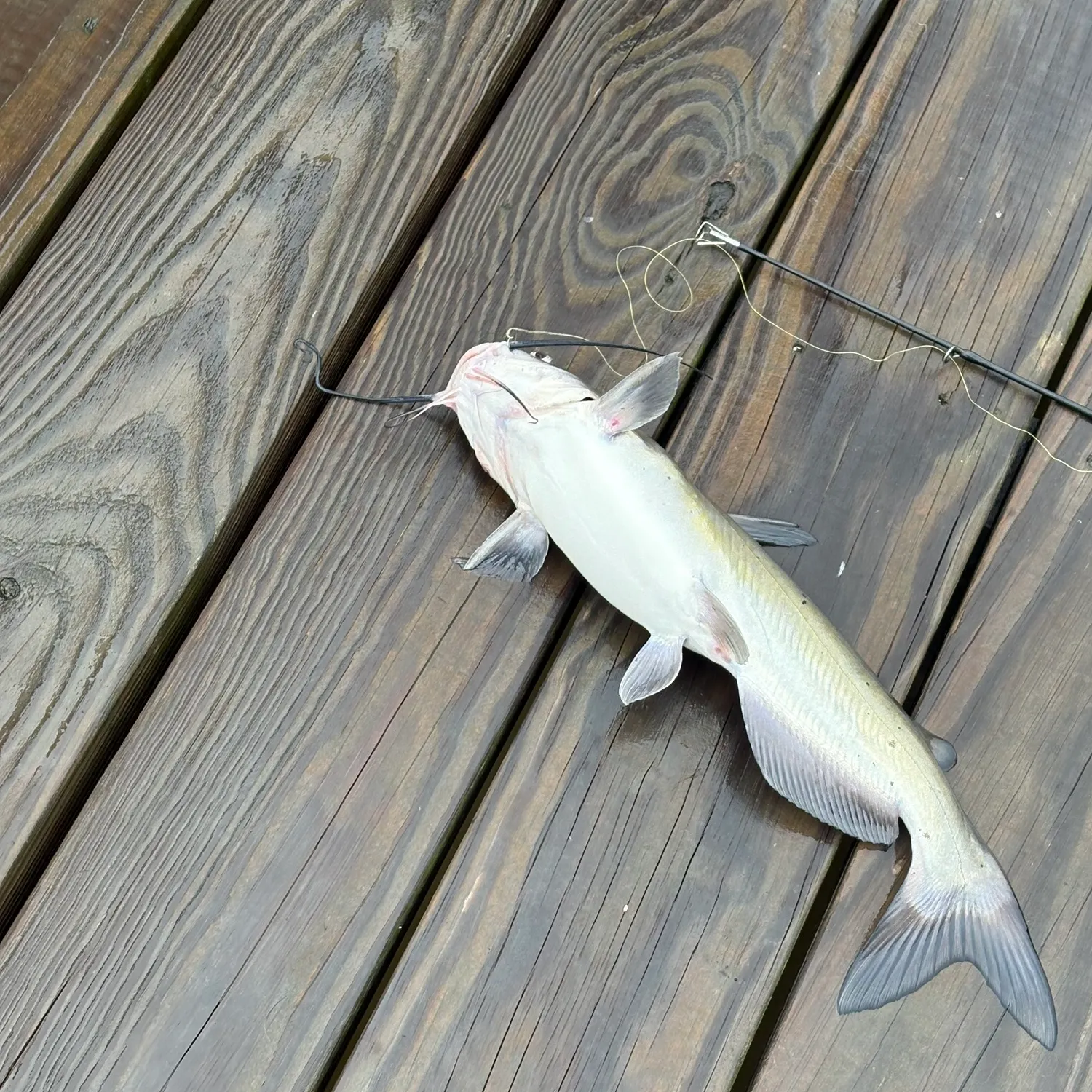 Channel catfish caught on Fishbrain