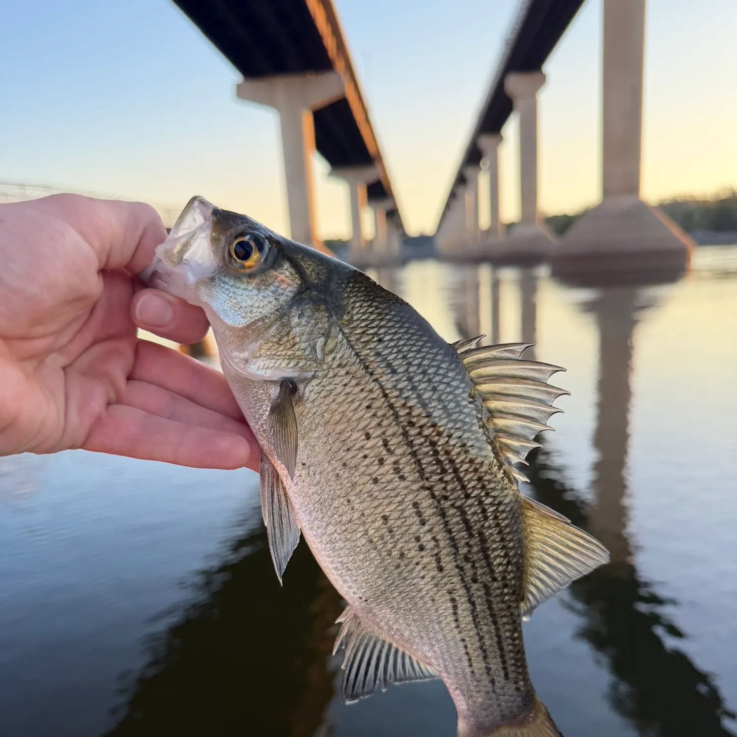 White bass caught on Fishbrain