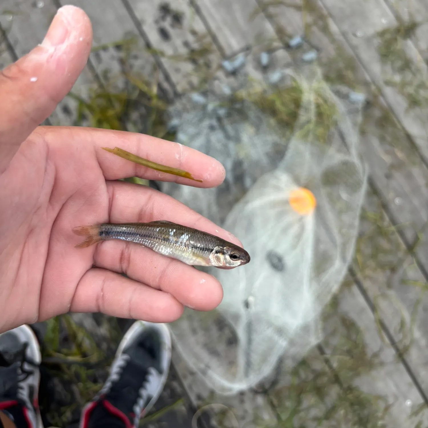 The most recent Western creek chubsucker catches on Fishbrain