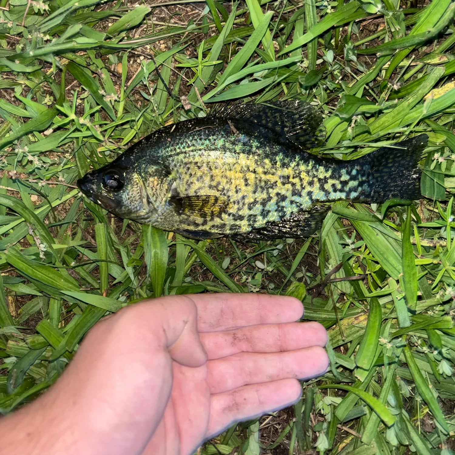 Black crappie caught on Fishbrain