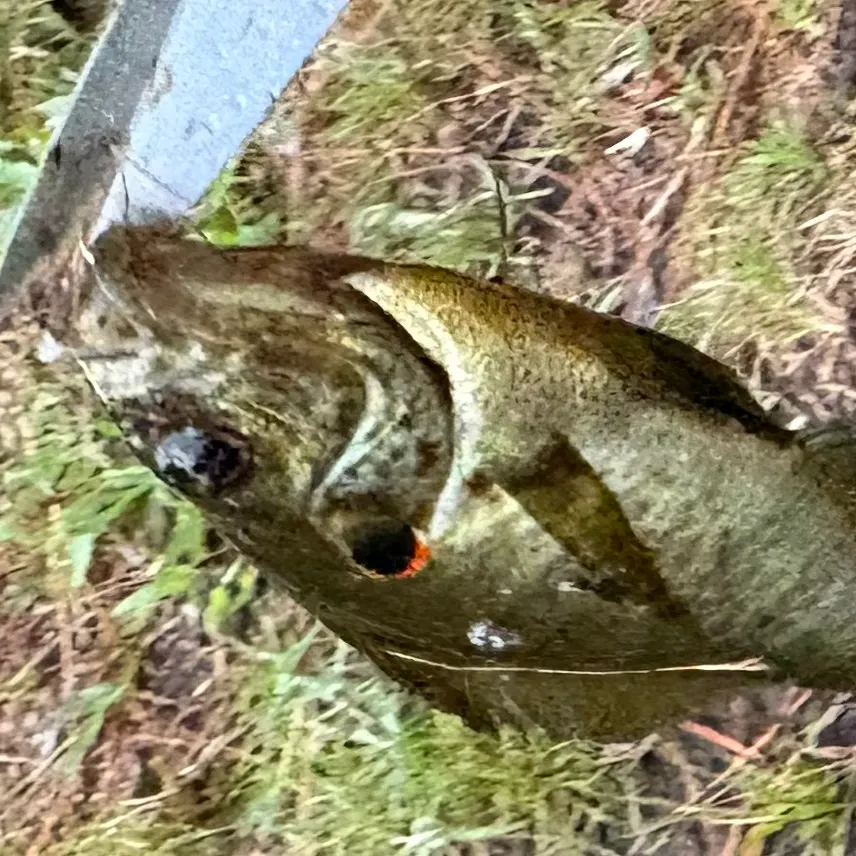 Striped mojarra caught on Fishbrain
