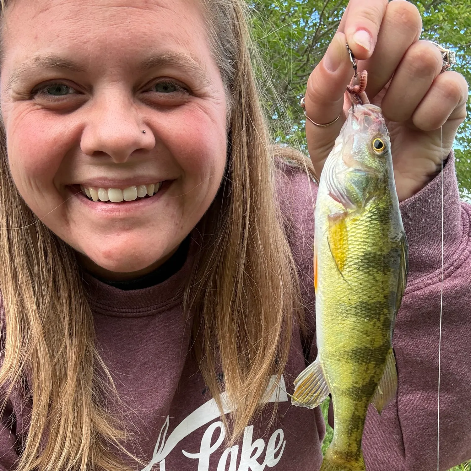 Yellow perch caught on Fishbrain