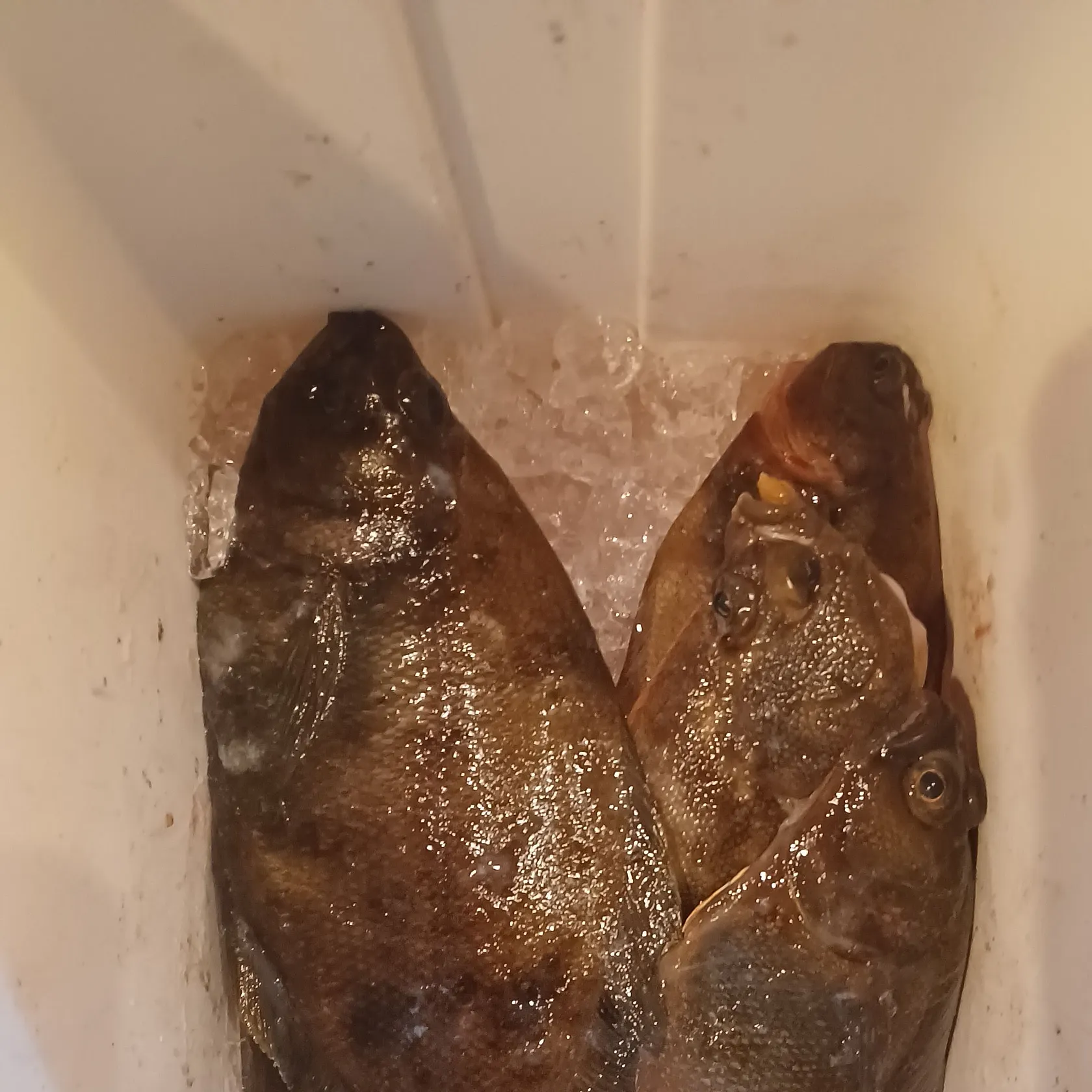 The most recent Pacific sanddab catches on Fishbrain