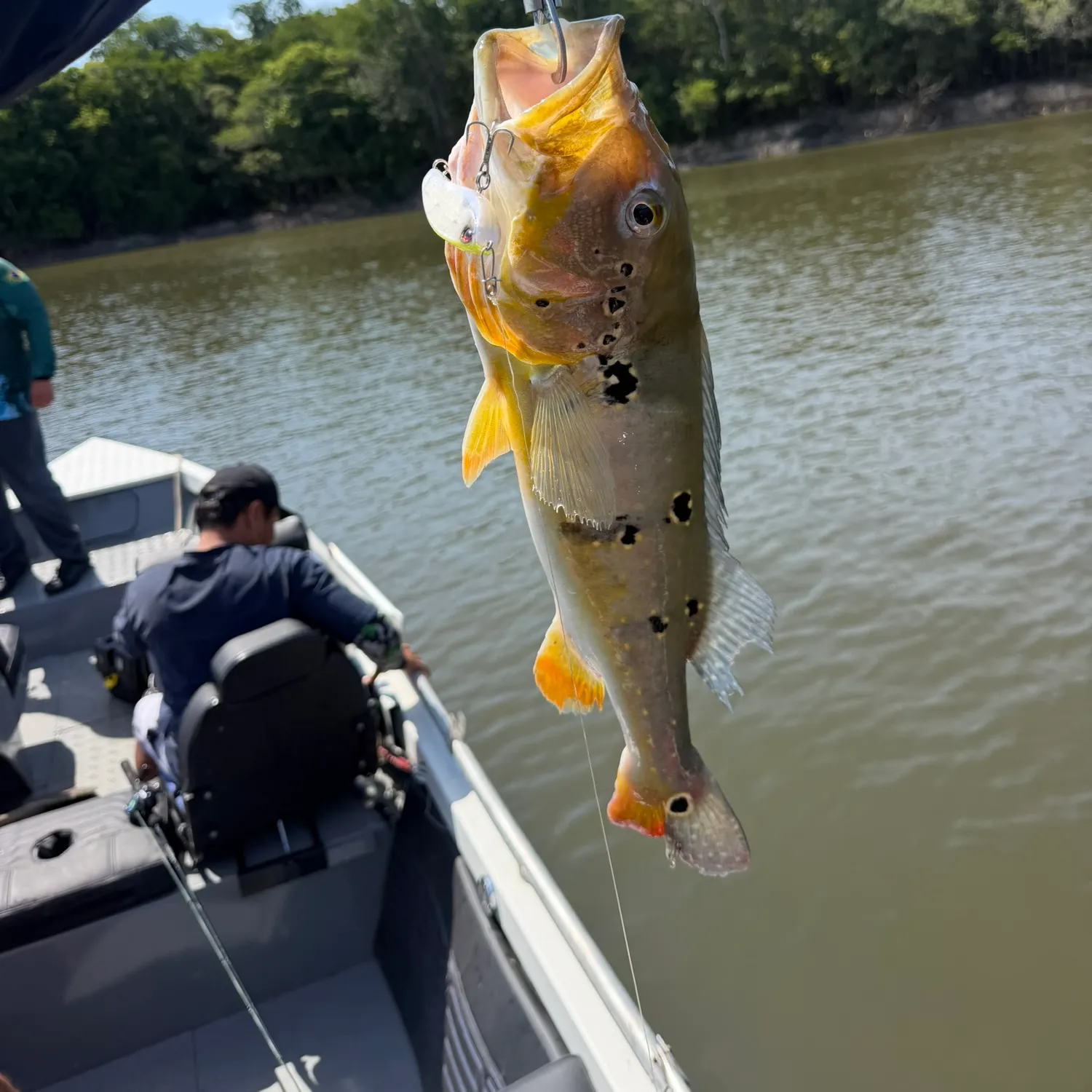 Butterfly peacock bass caught on Fishbrain