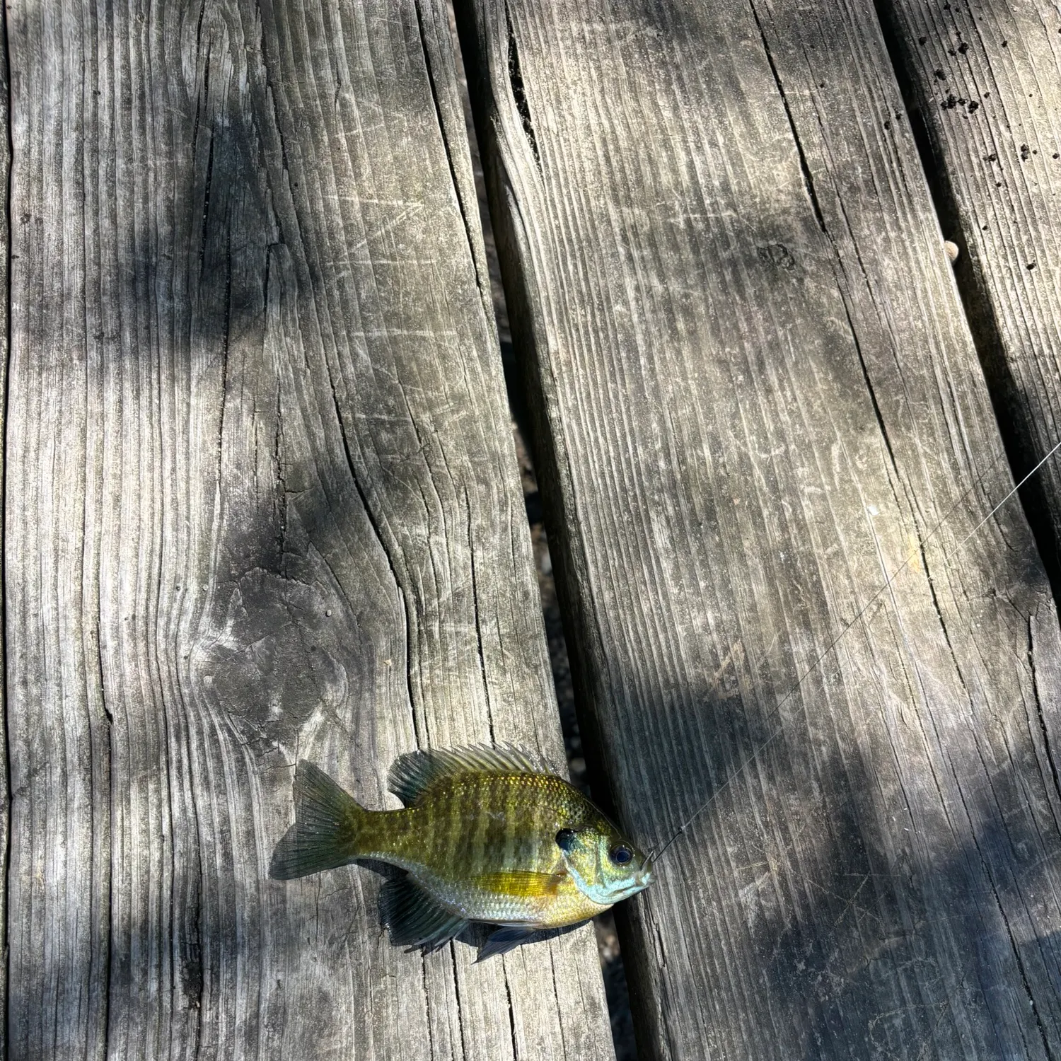 Bluegill caught on Fishbrain
