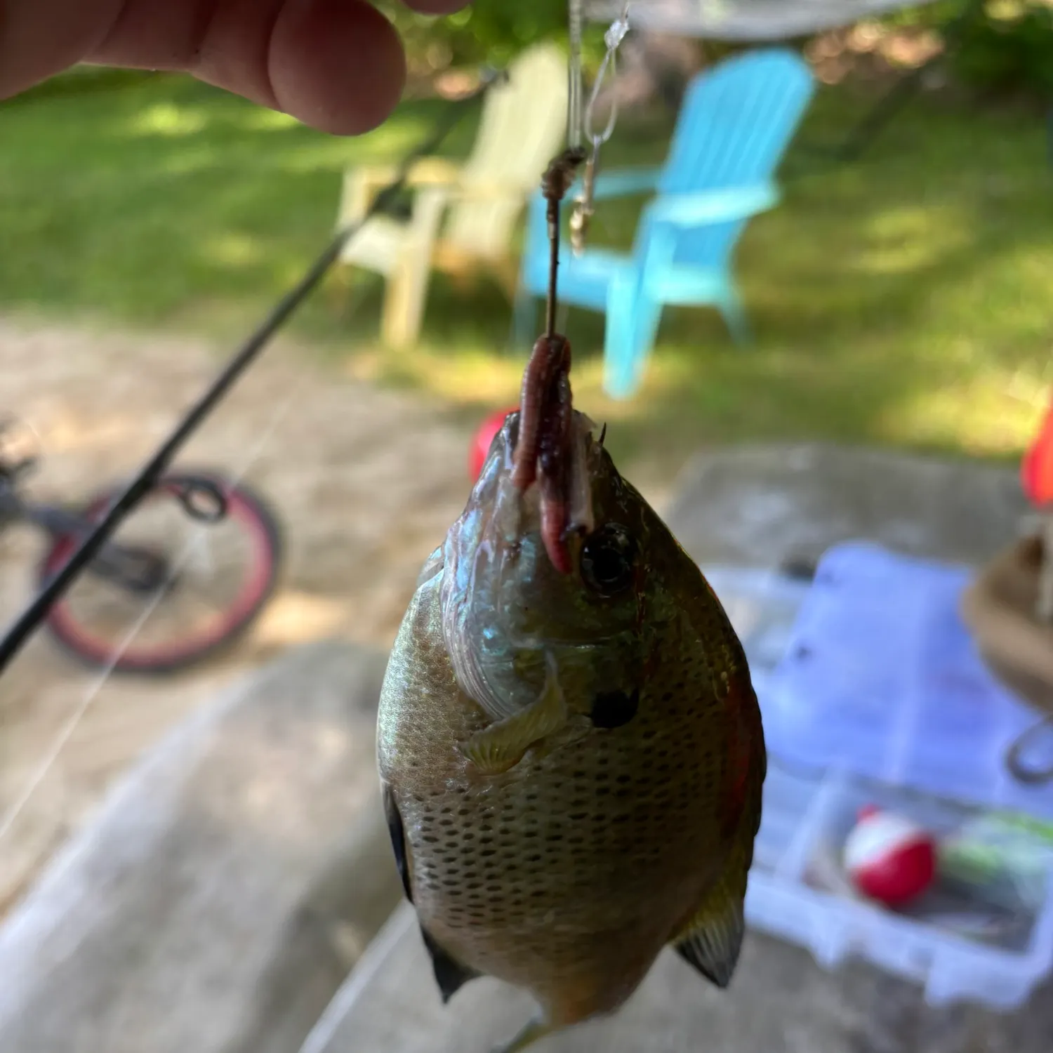 catch