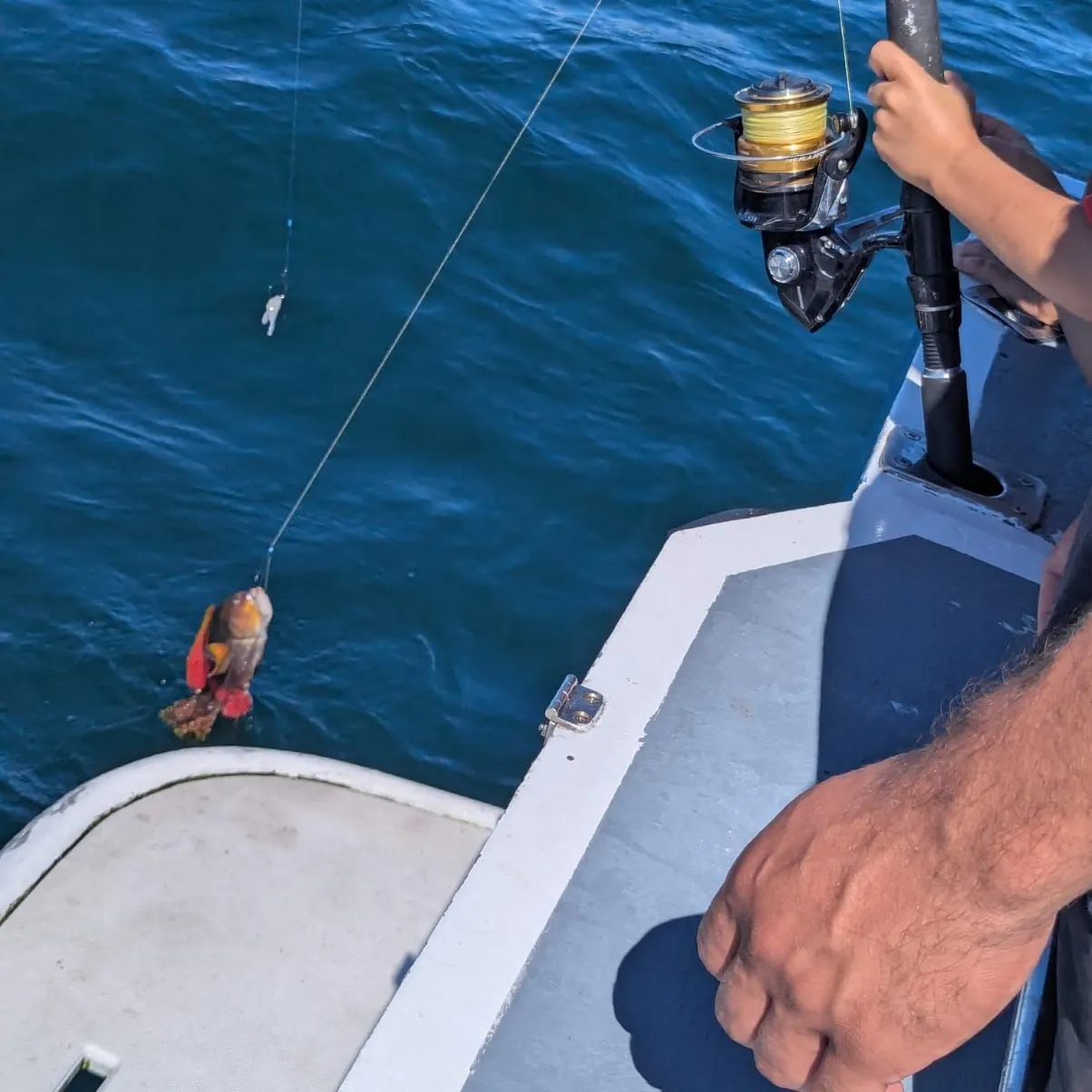 The most recent Crimsonbanded wrasse catches on Fishbrain