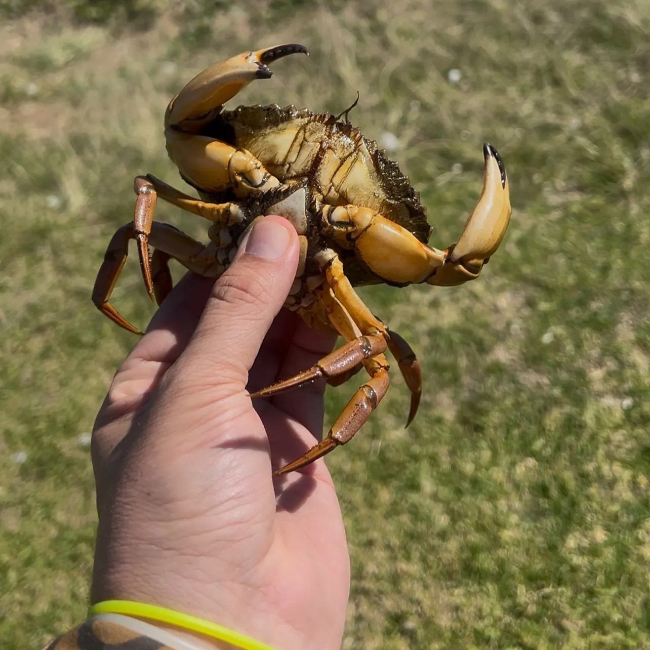 The most recent Pacific rock crab catches on Fishbrain