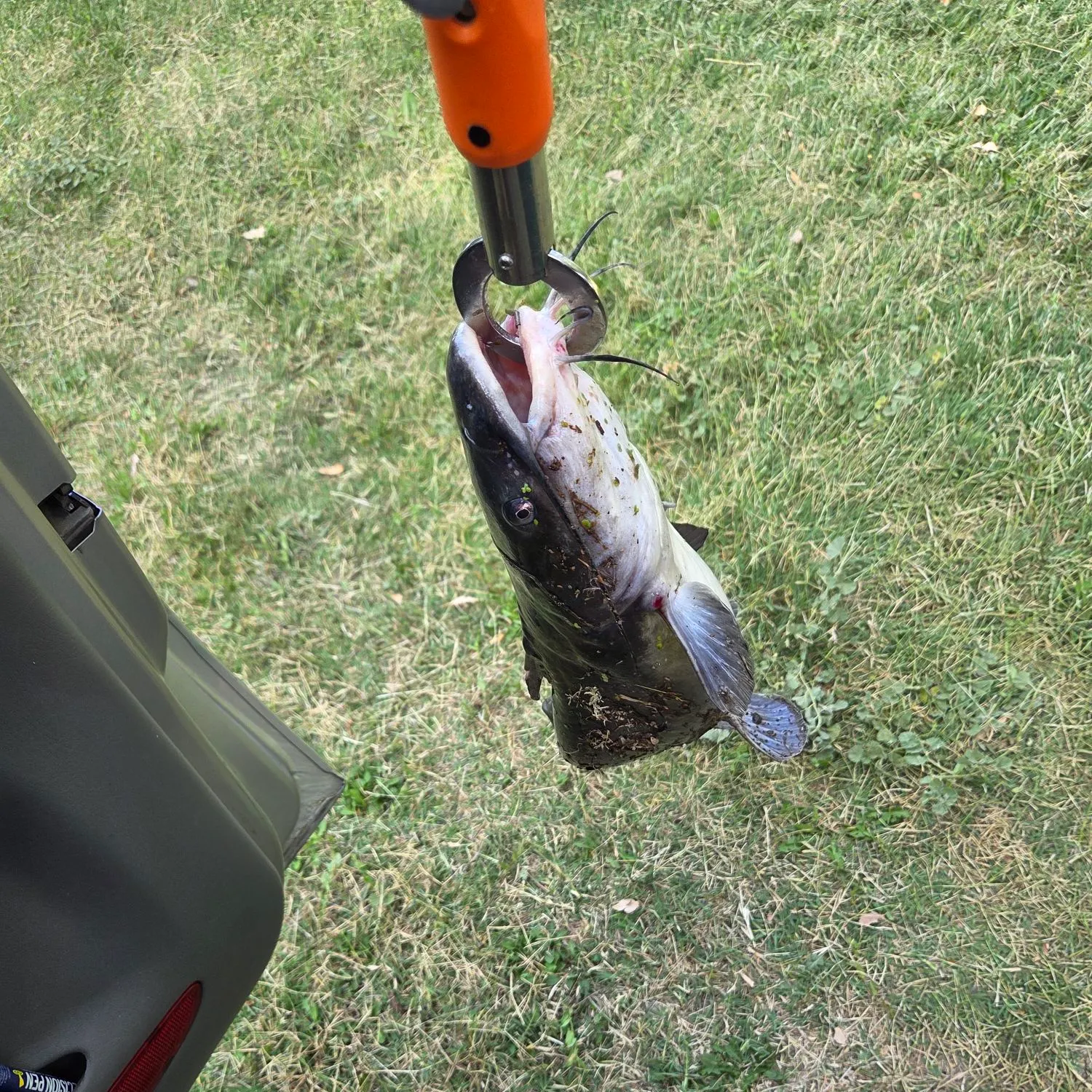 Channel catfish caught on Fishbrain