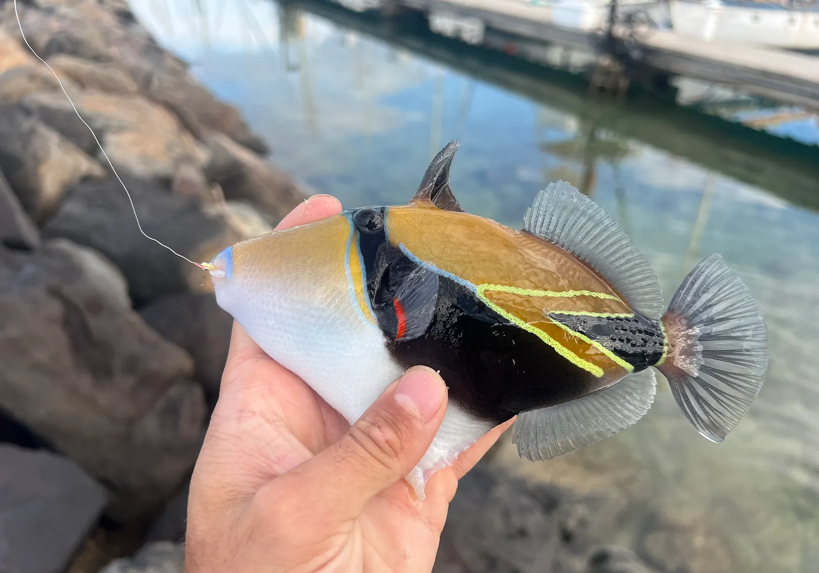 Wedge-tail triggerfish