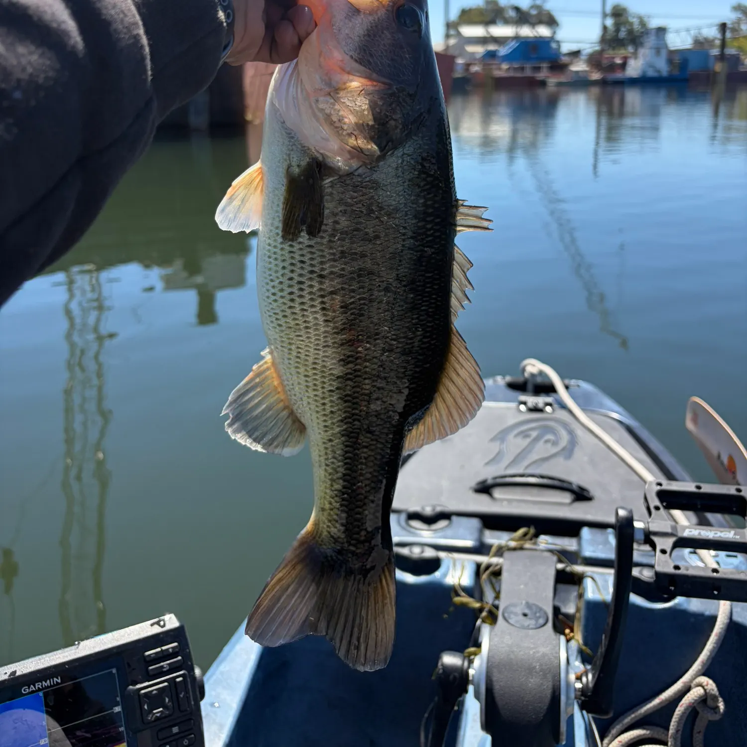Largemouth bass caught on Fishbrain