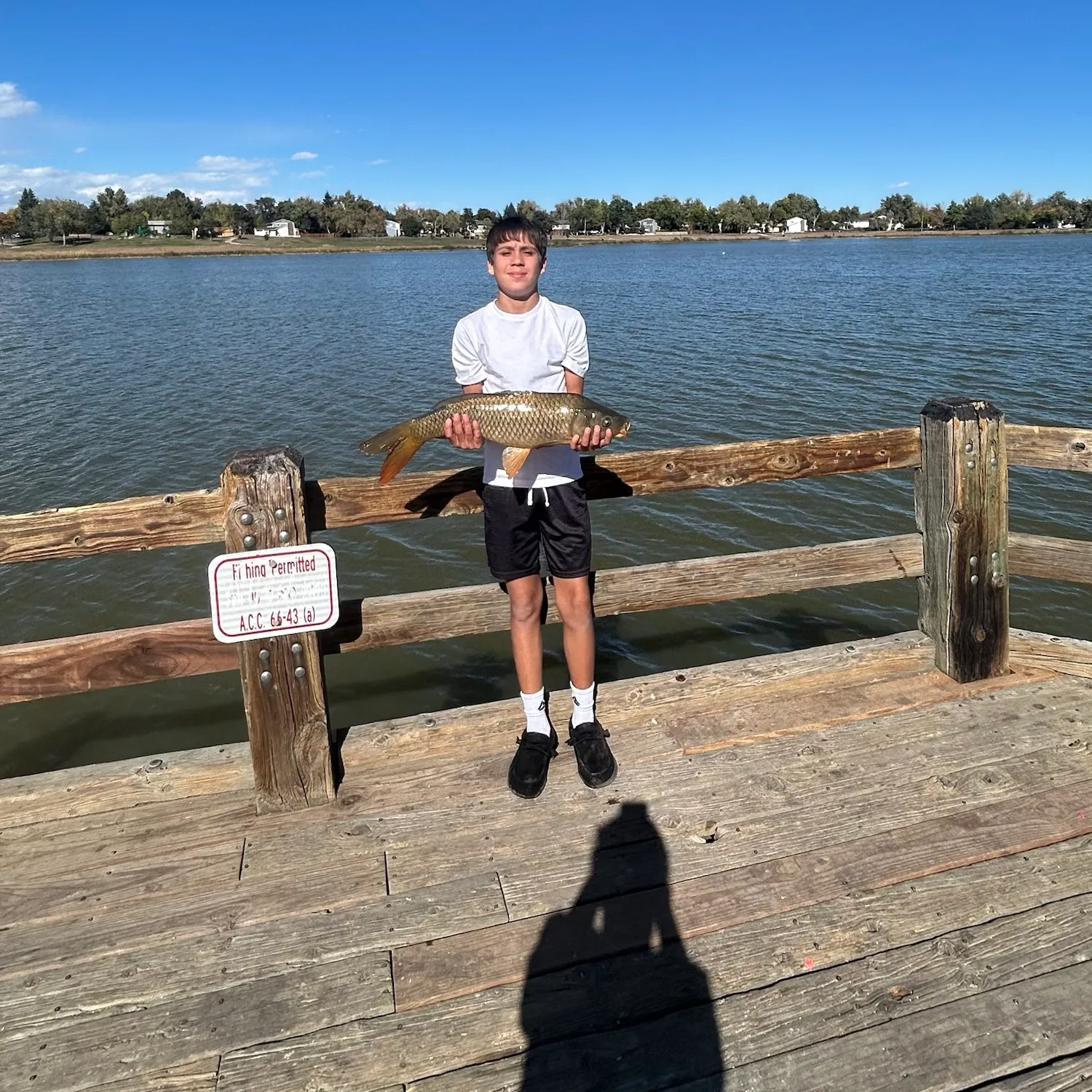 Common carp caught on Fishbrain