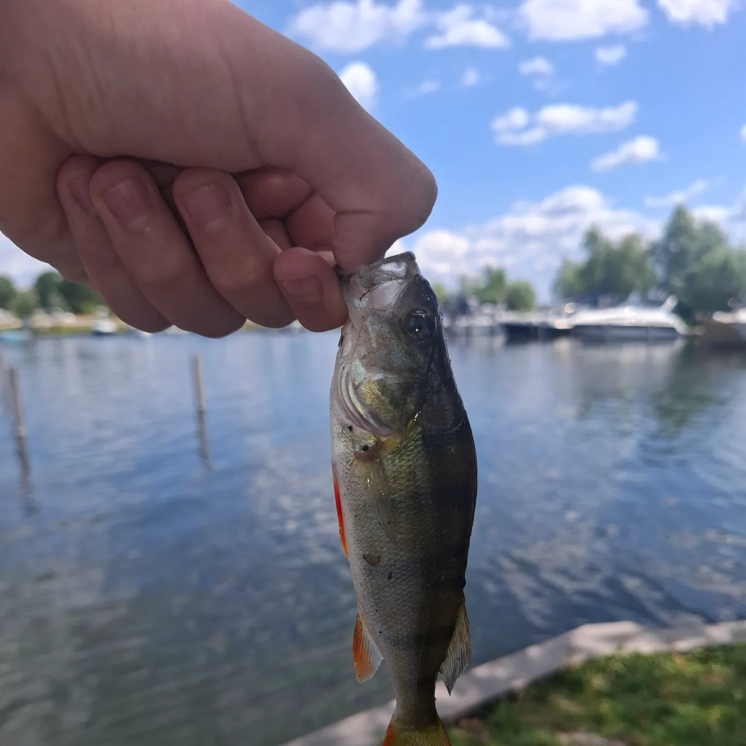 European perch caught on Fishbrain