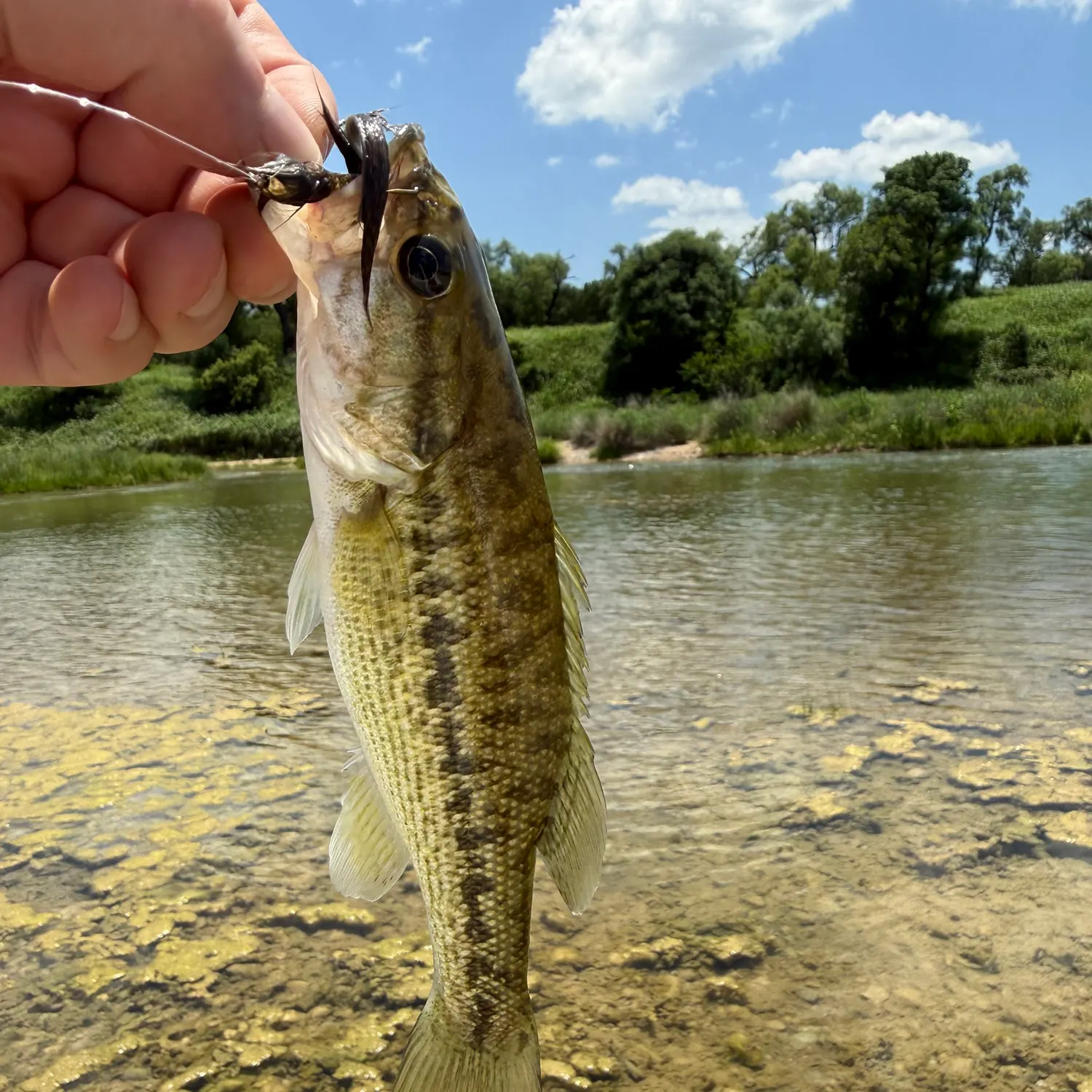 The most recent Guadalupe bass catches on Fishbrain