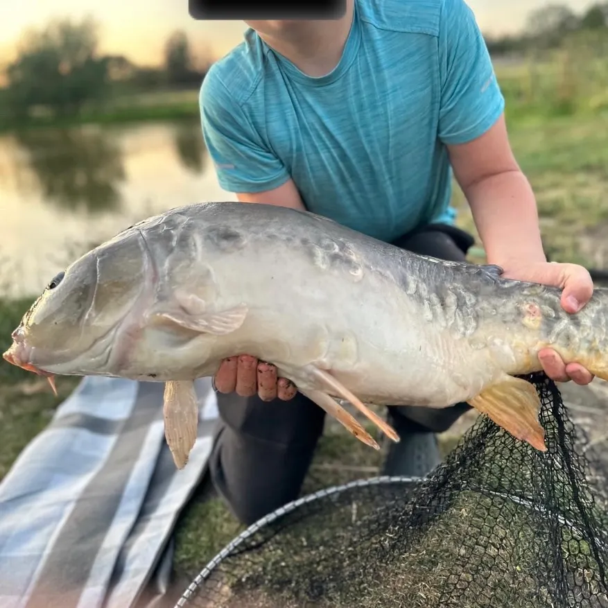 Common carp caught on Fishbrain