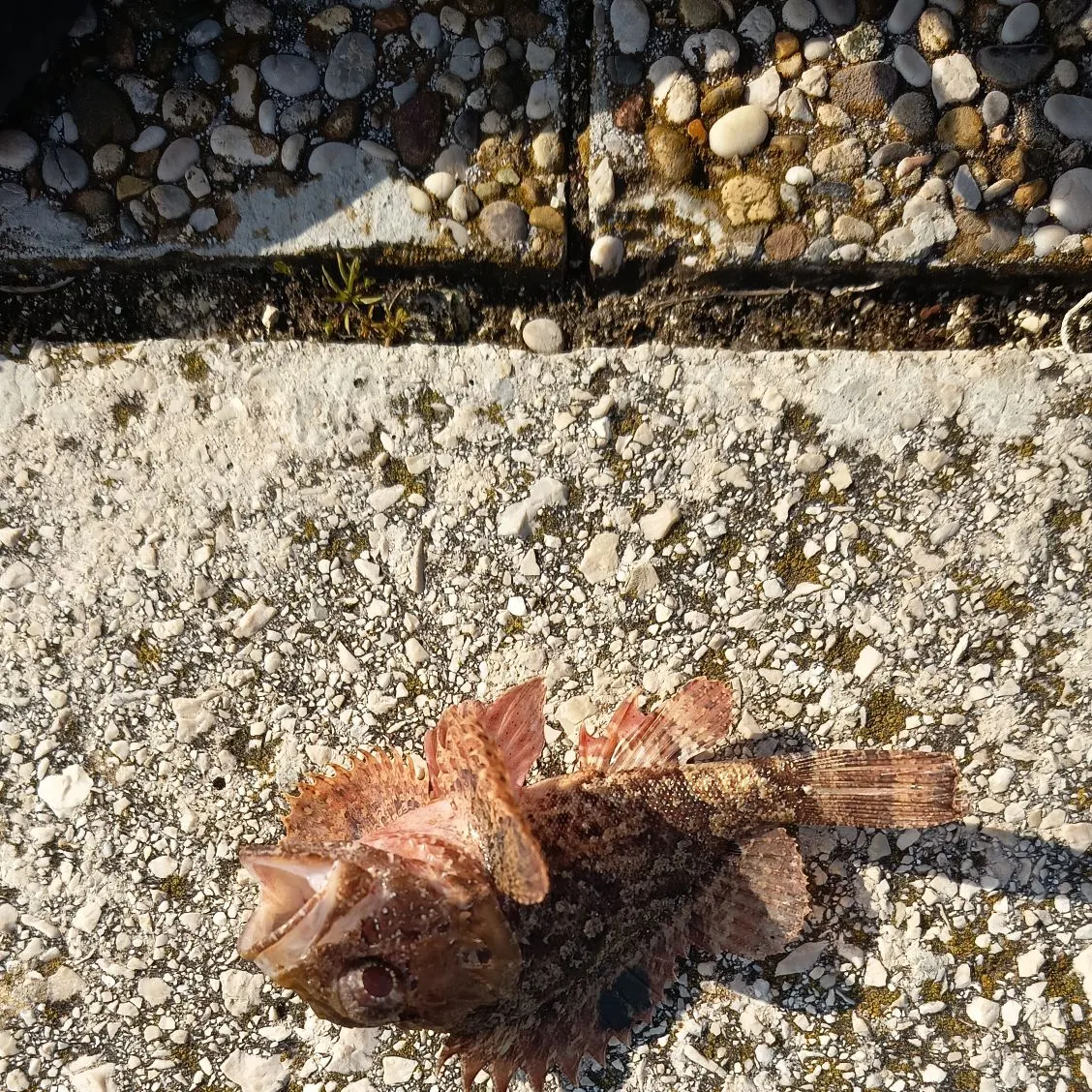 The most recent Black scorpionfish catches on Fishbrain