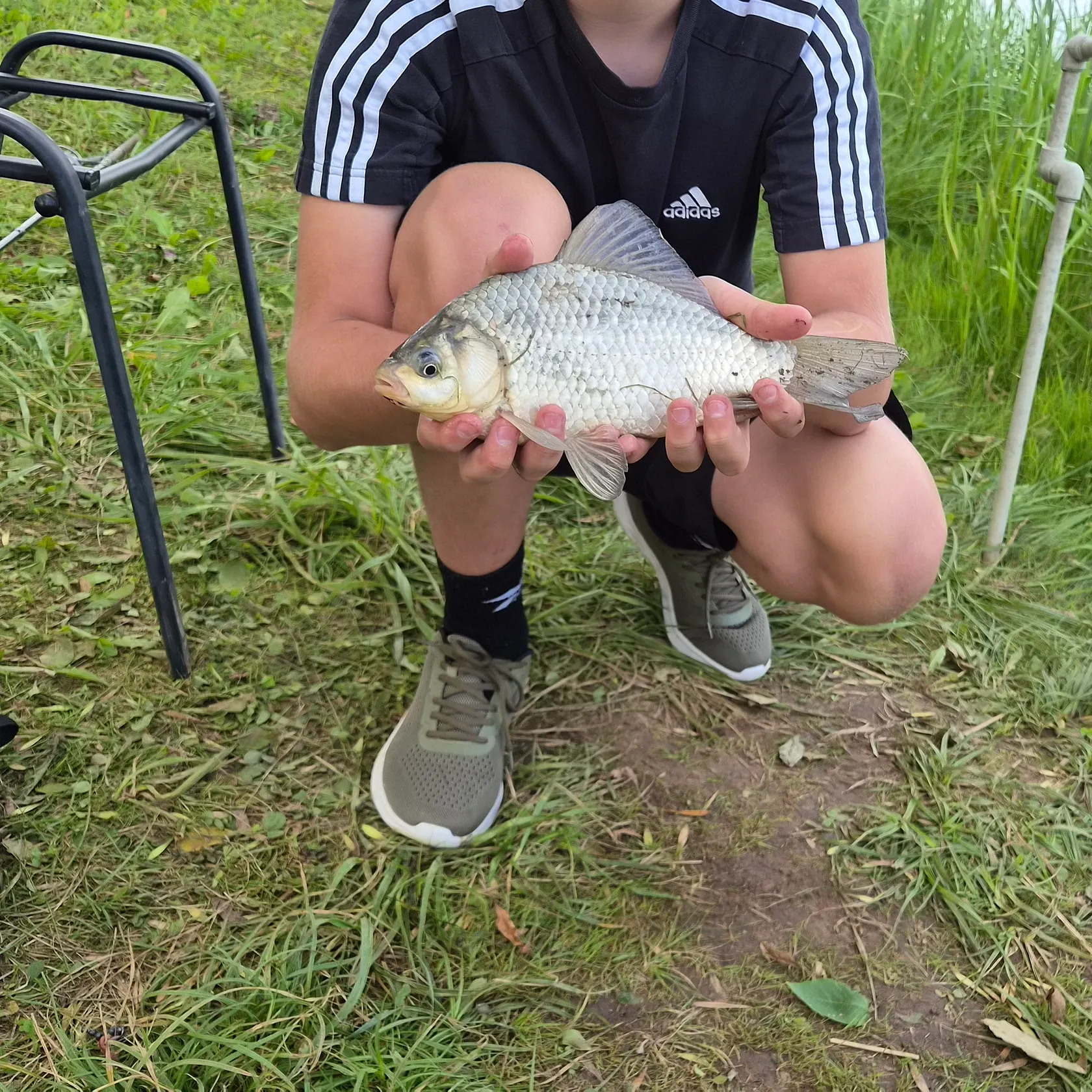 Prussian carp caught on Fishbrain