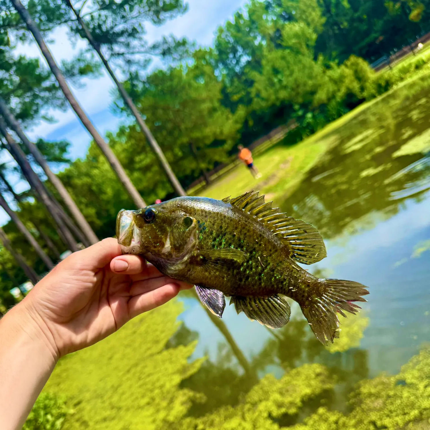 The most recent Warmouth x green sunfish catches on Fishbrain