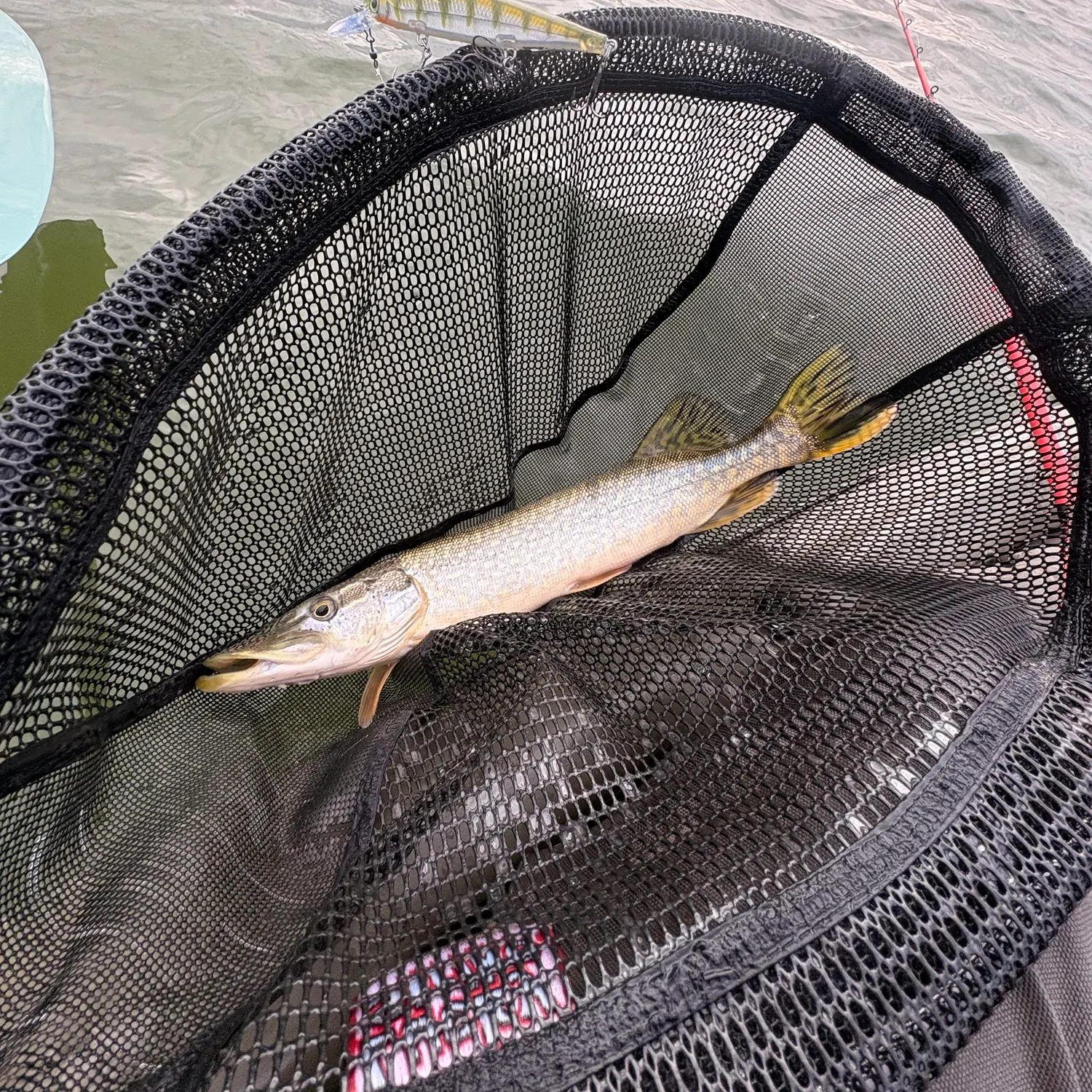 Northern pike caught on Fishbrain