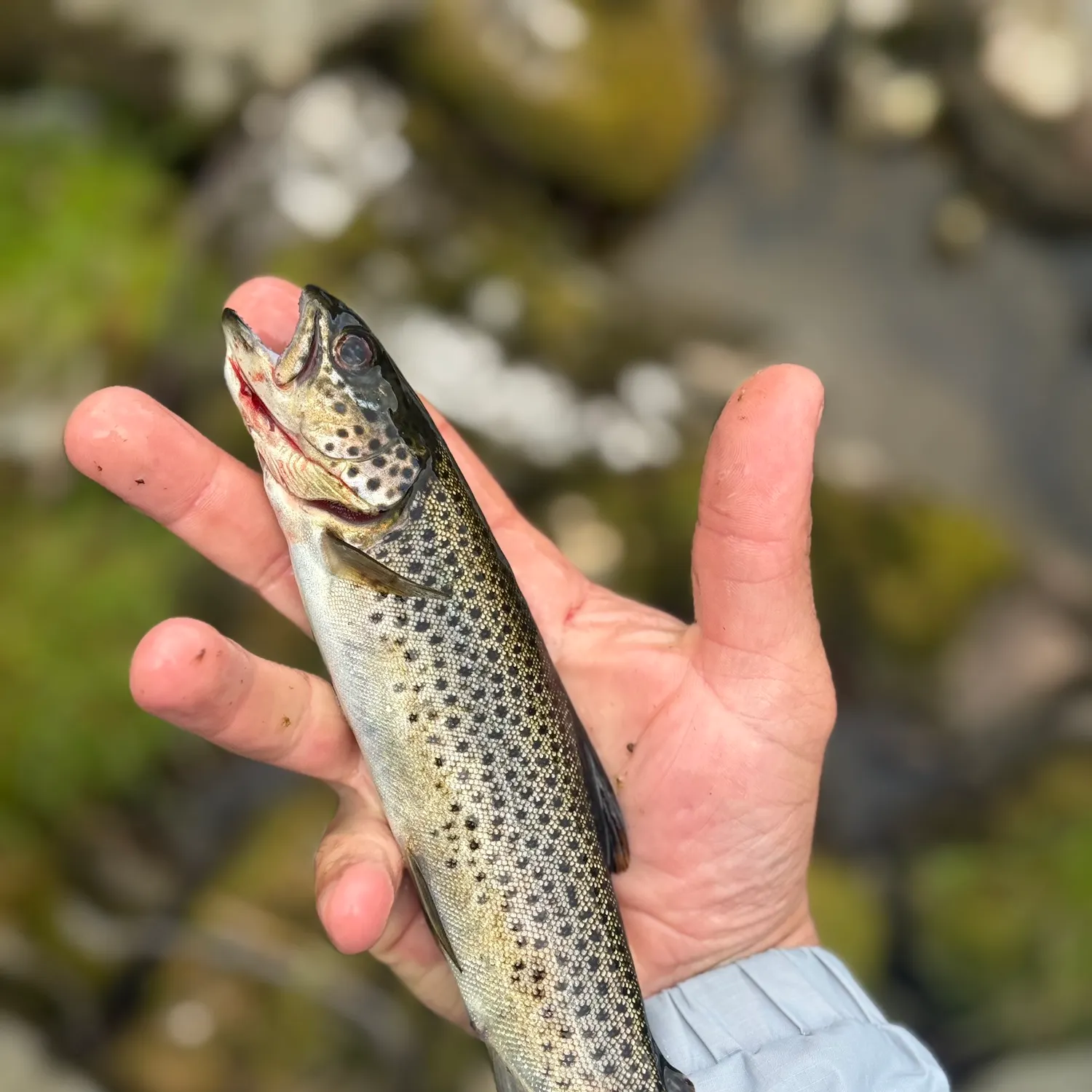 Sea trout caught on Fishbrain