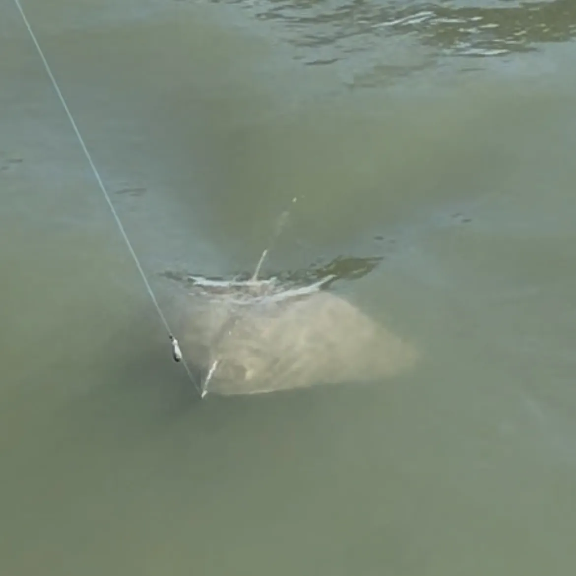 The most recent Spiny butterfly ray catches on Fishbrain