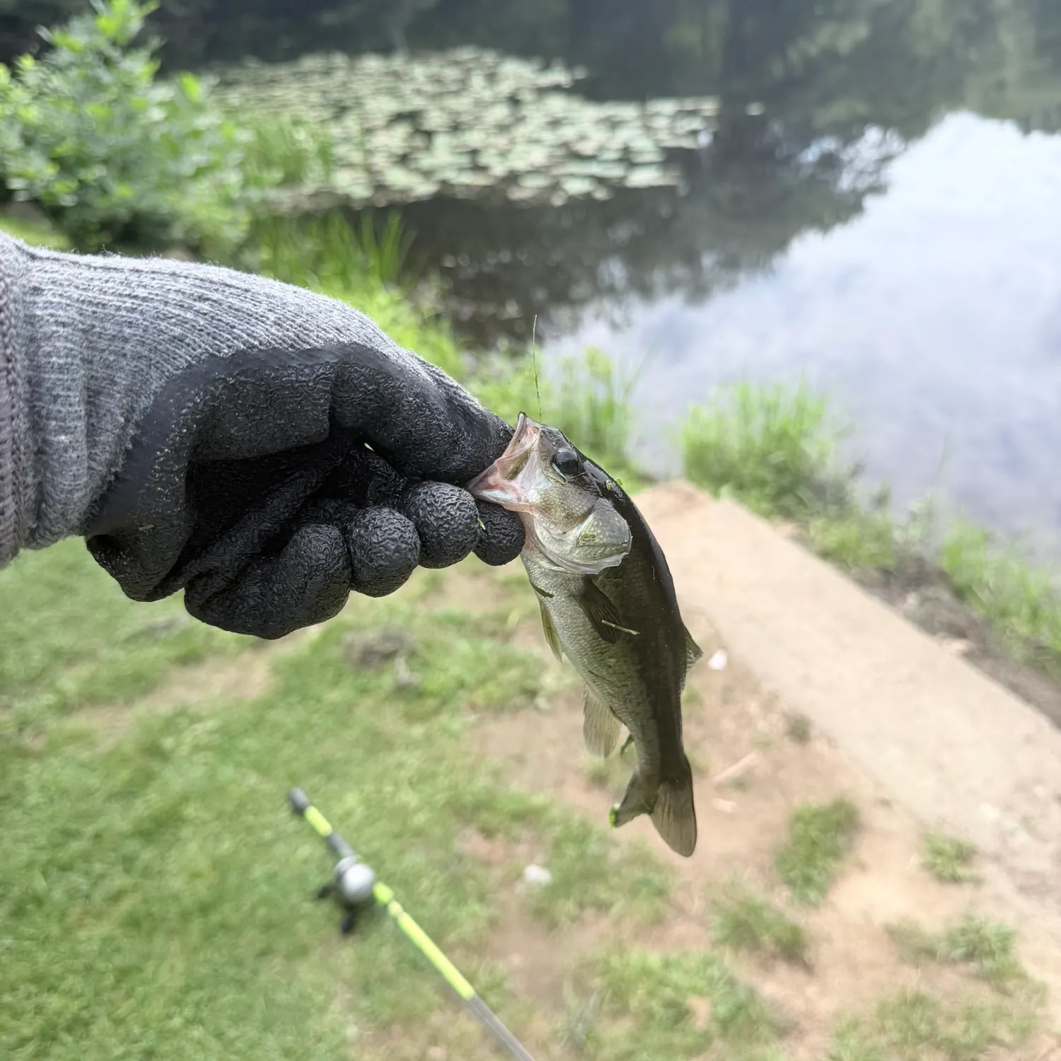 Largemouth bass caught on Fishbrain