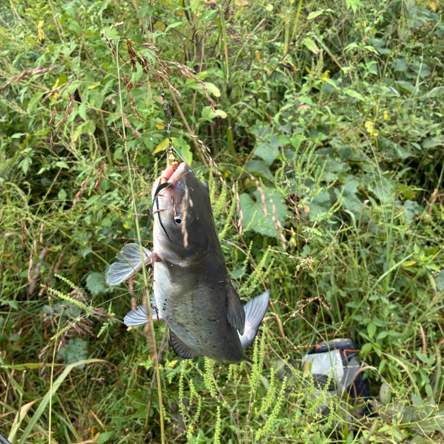 Channel catfish caught on Fishbrain