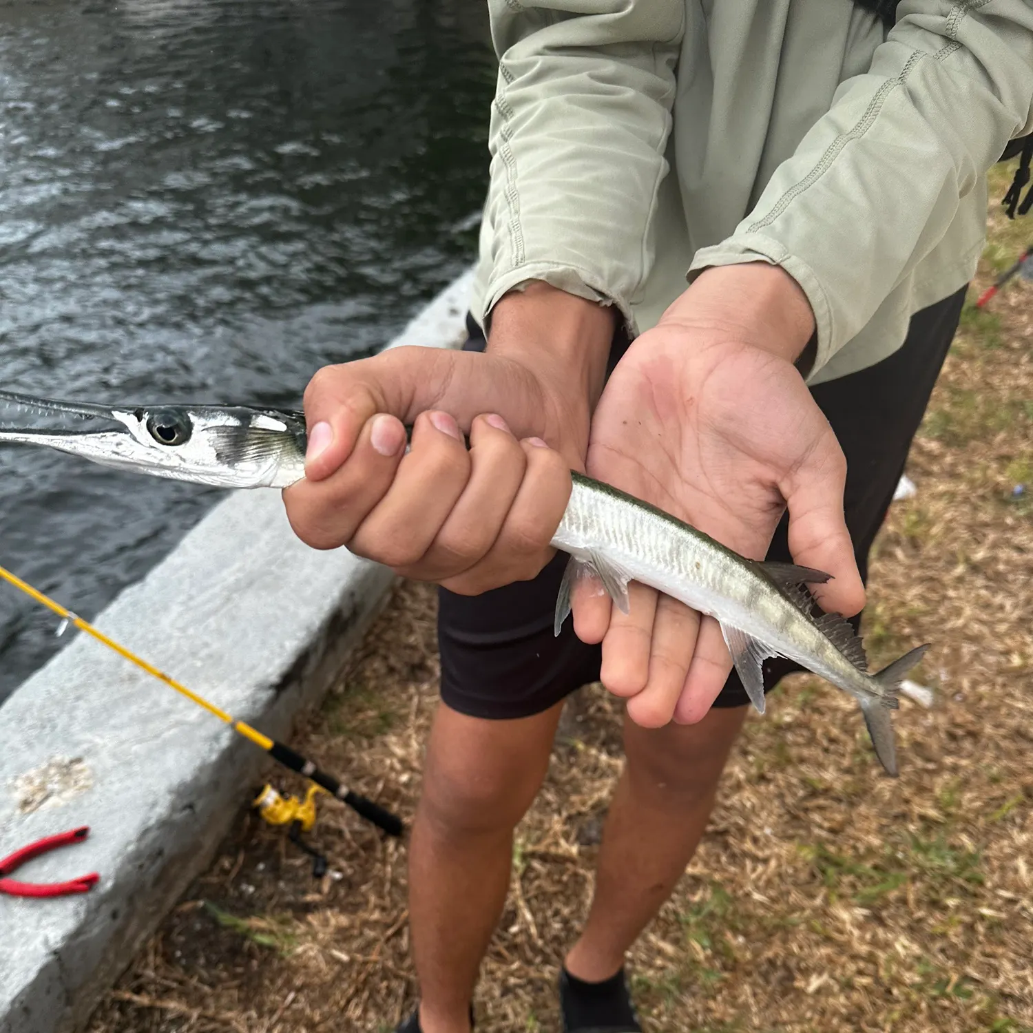 The most recent Atlantic needlefish catches on Fishbrain