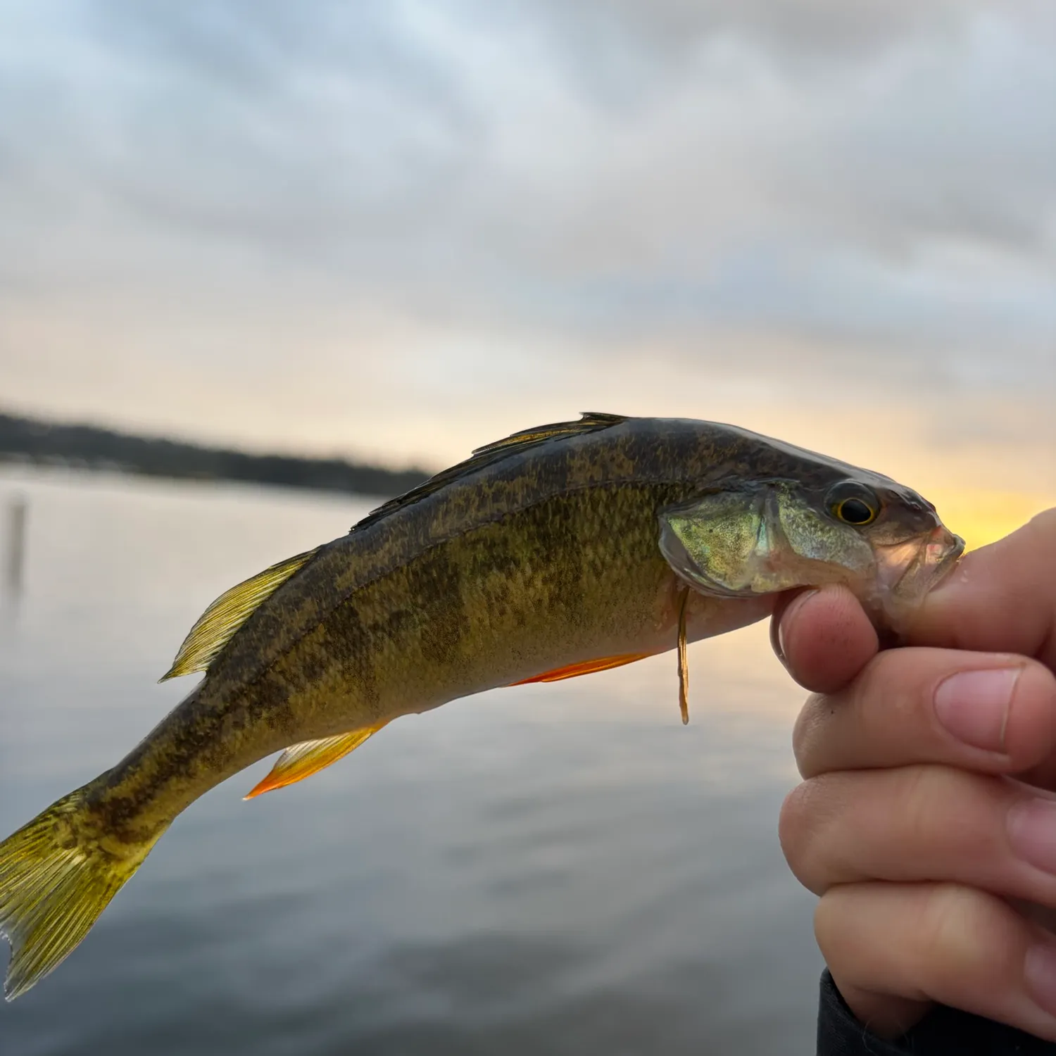 Yellow perch caught on Fishbrain