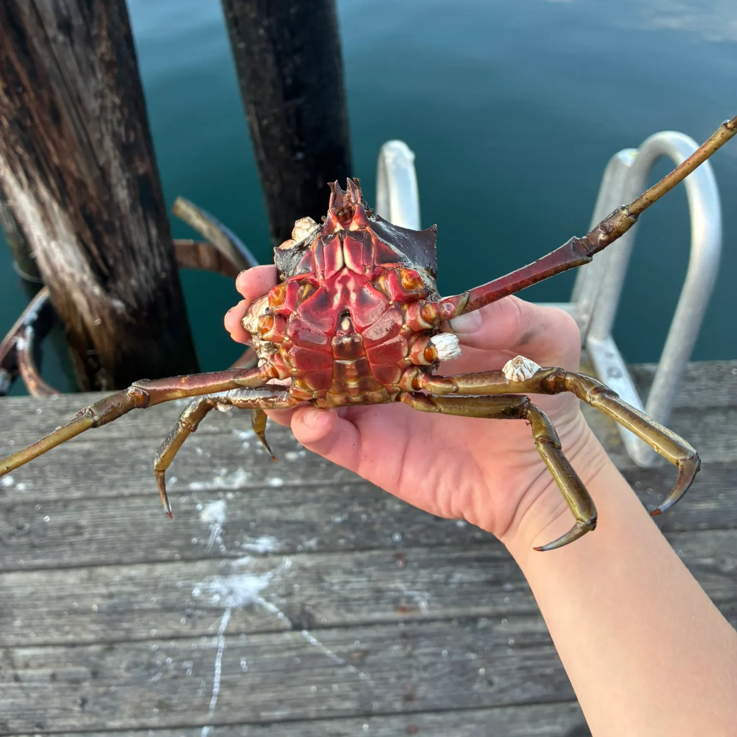 The most recent Northern kelp crab catches on Fishbrain