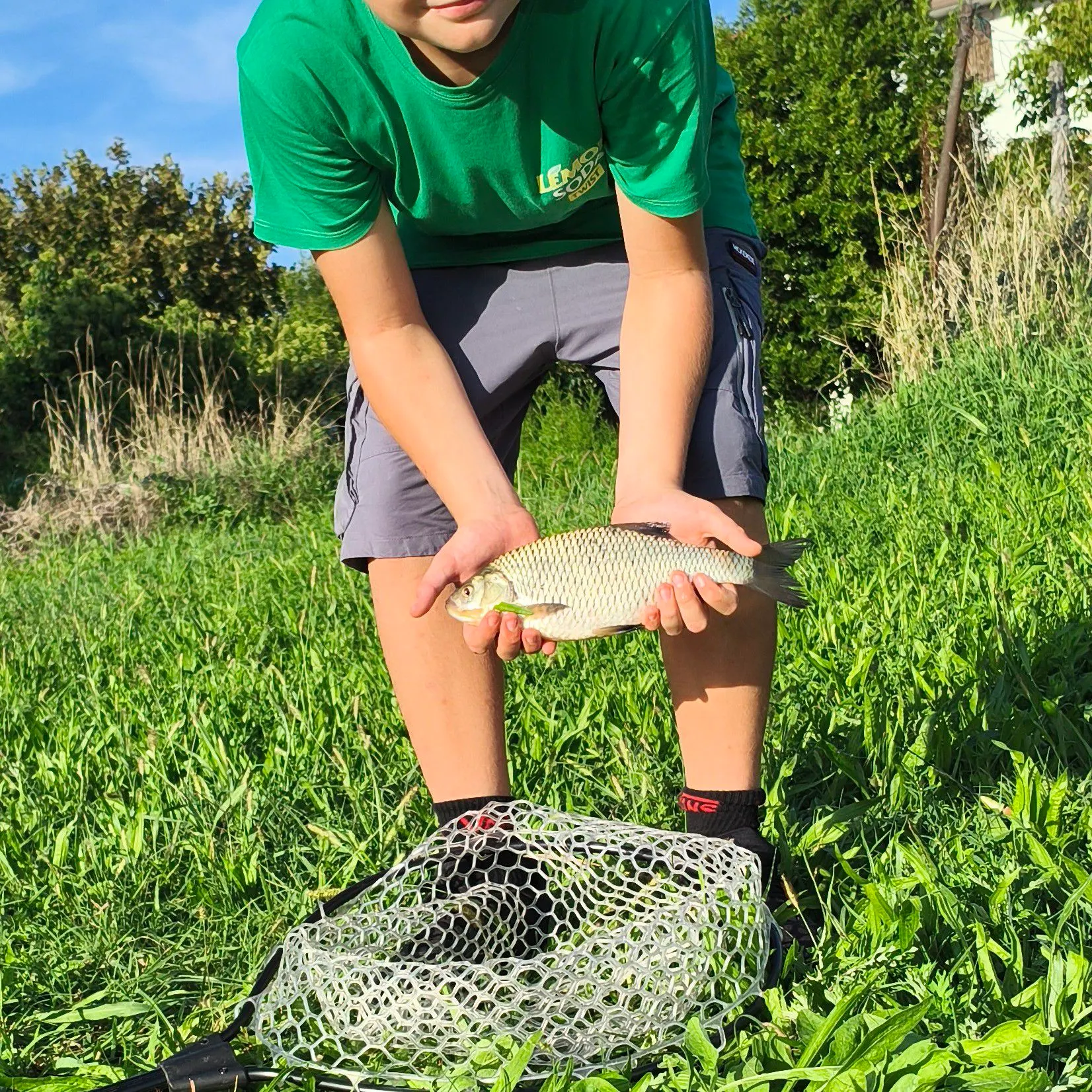 Common rudd caught on Fishbrain