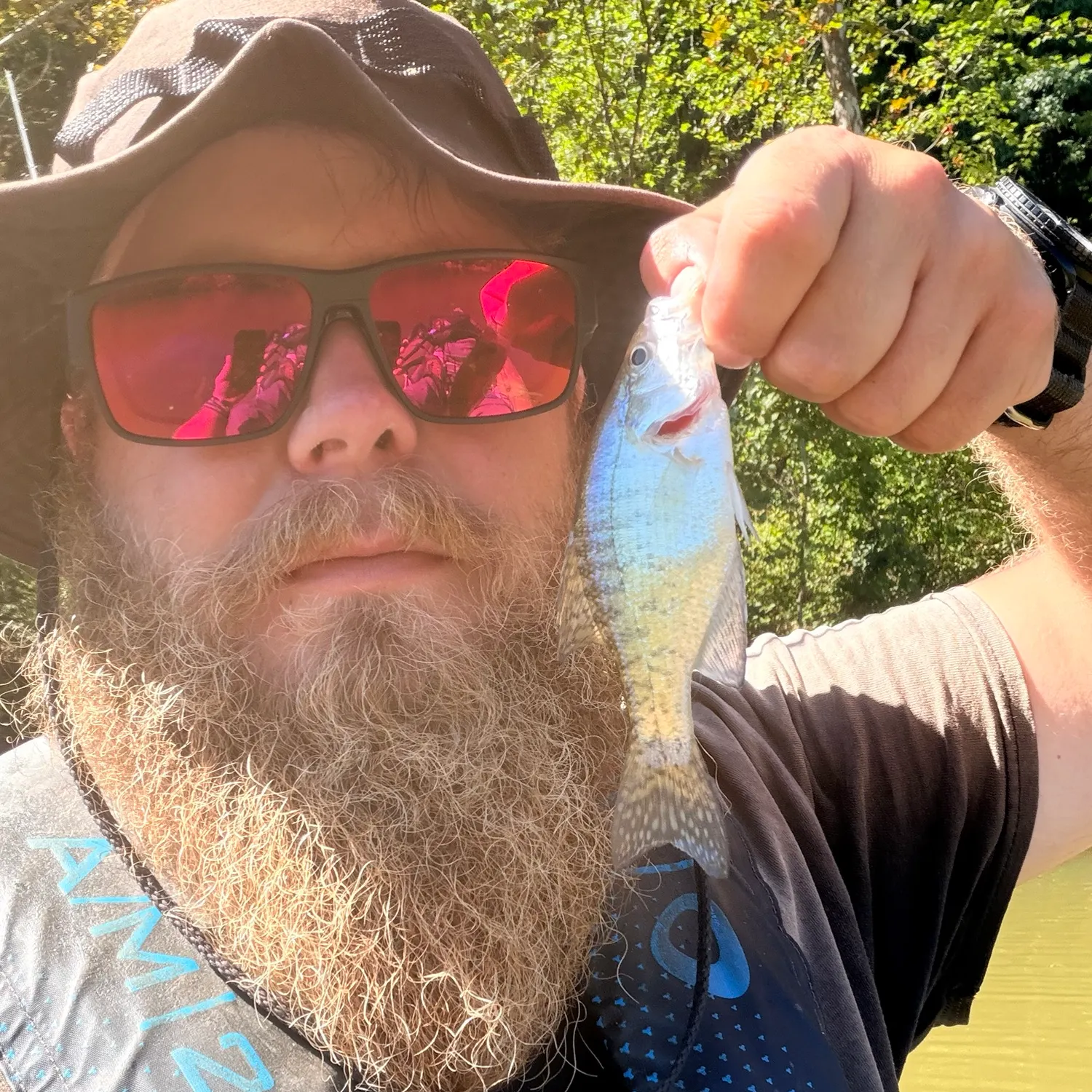 White crappie caught on Fishbrain