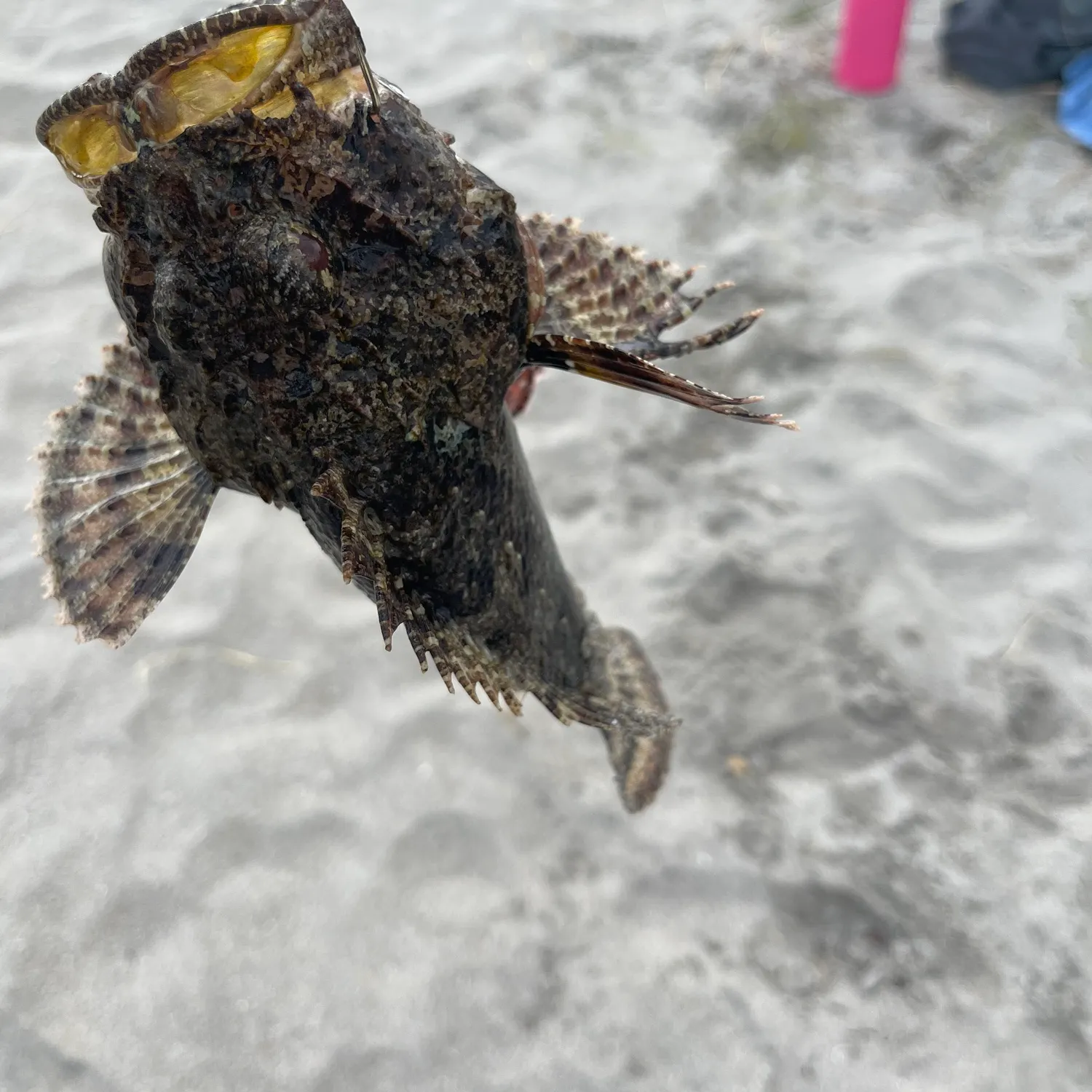 The most recent Stonefish catches on Fishbrain