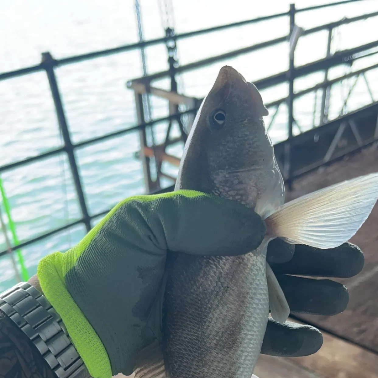 The most recent Pacific whiting catches on Fishbrain